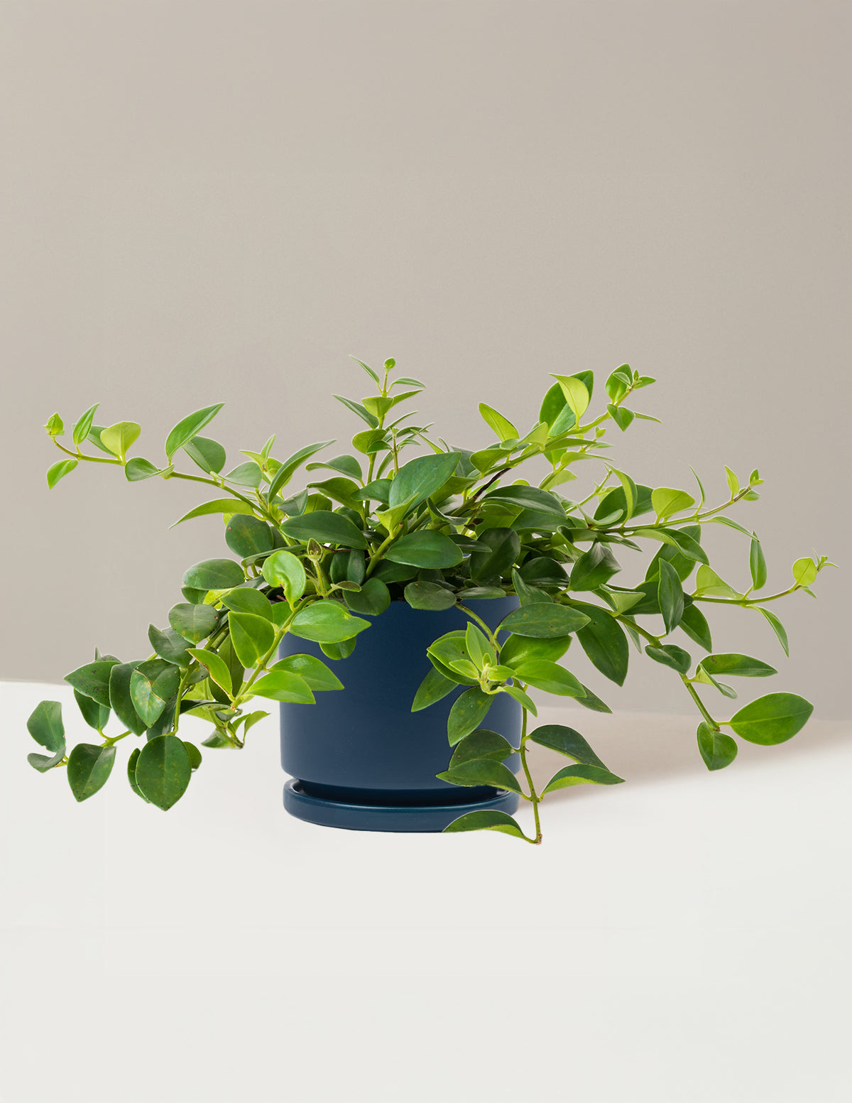 Lipstick Plant (Ruj Çiçeği)