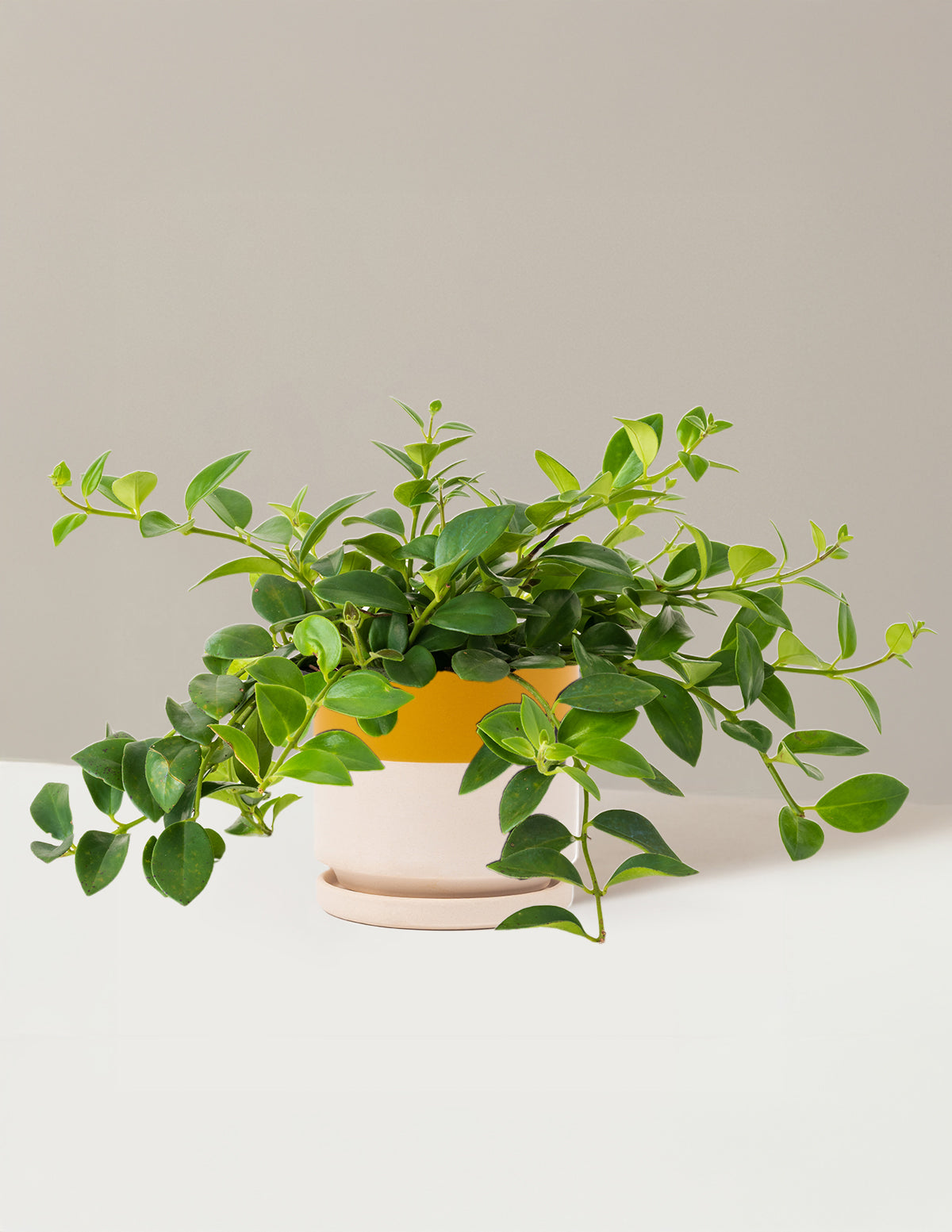 Lipstick Plant (Ruj Çiçeği)