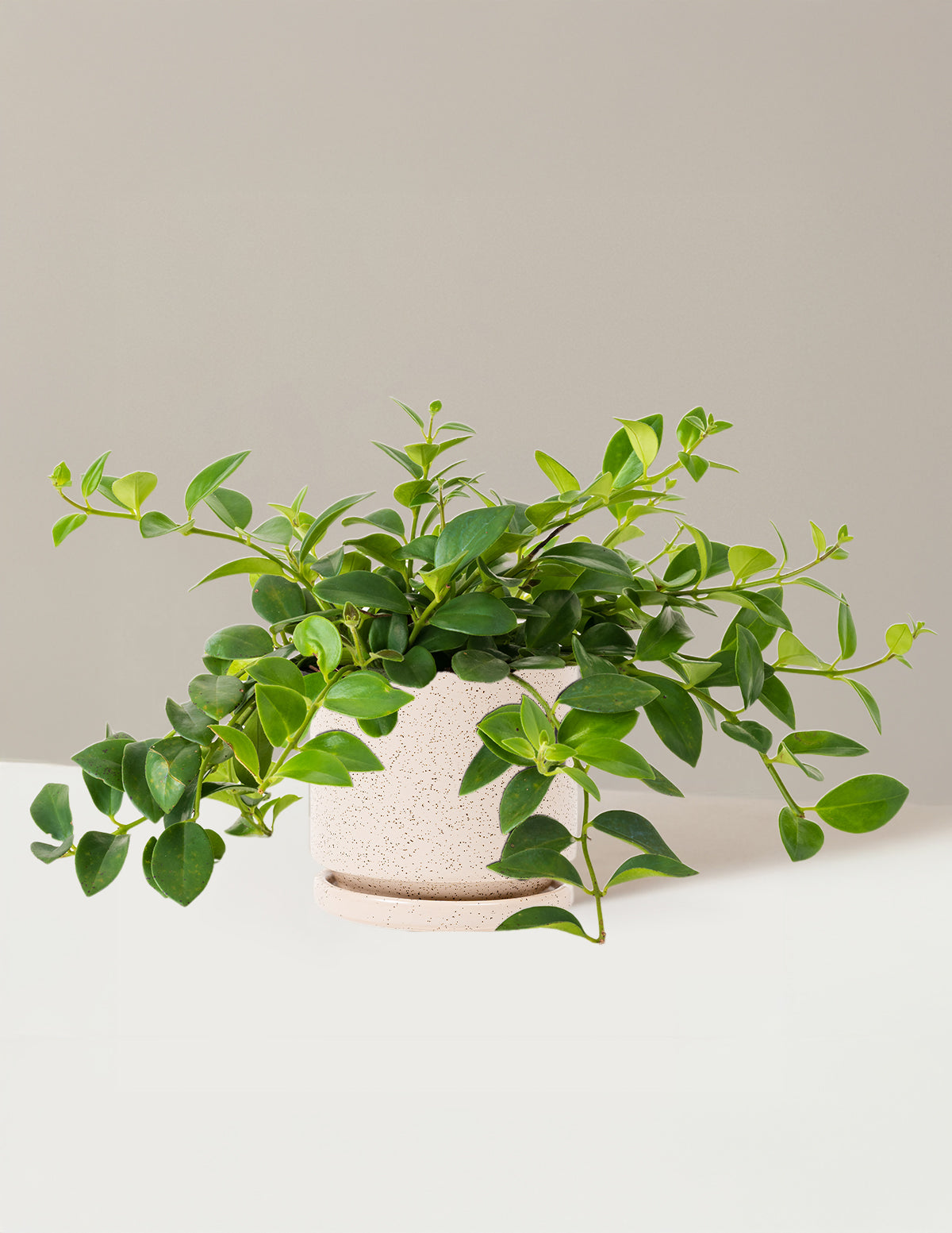 Lipstick Plant (Ruj Çiçeği)