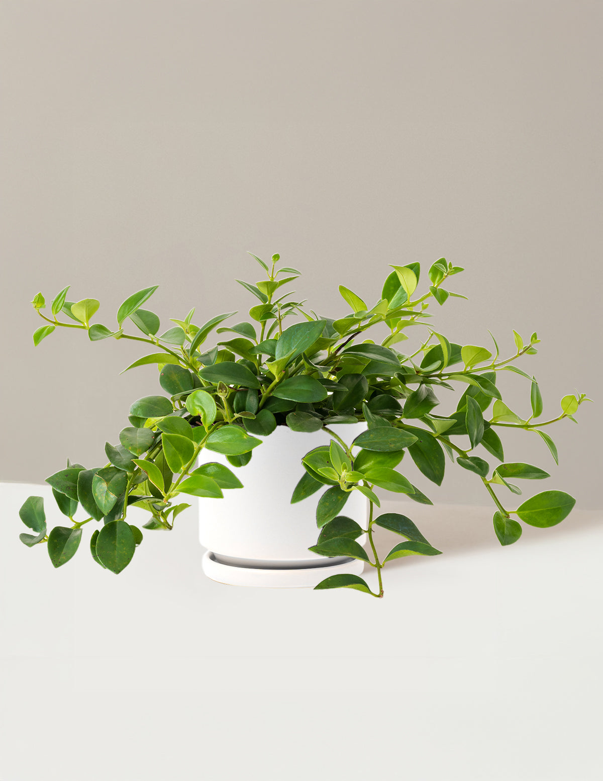 Lipstick Plant (Ruj Çiçeği)