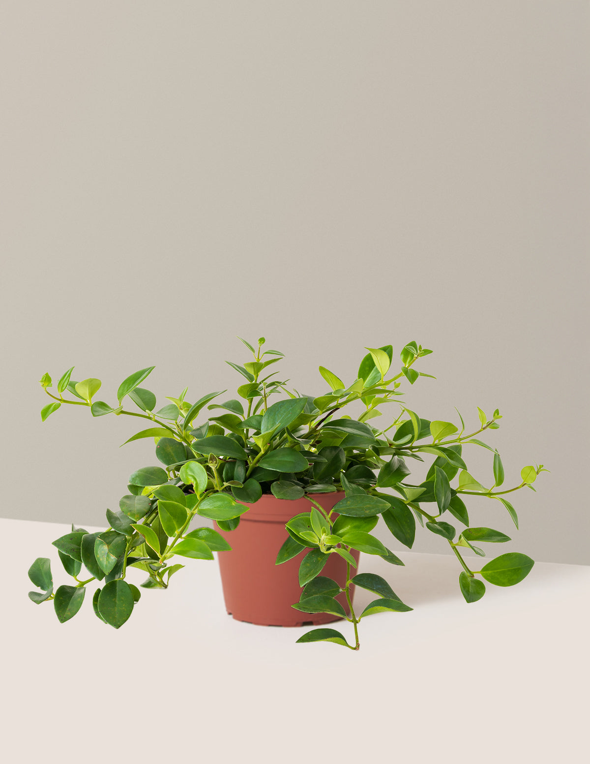 Lipstick Plant (Ruj Çiçeği)