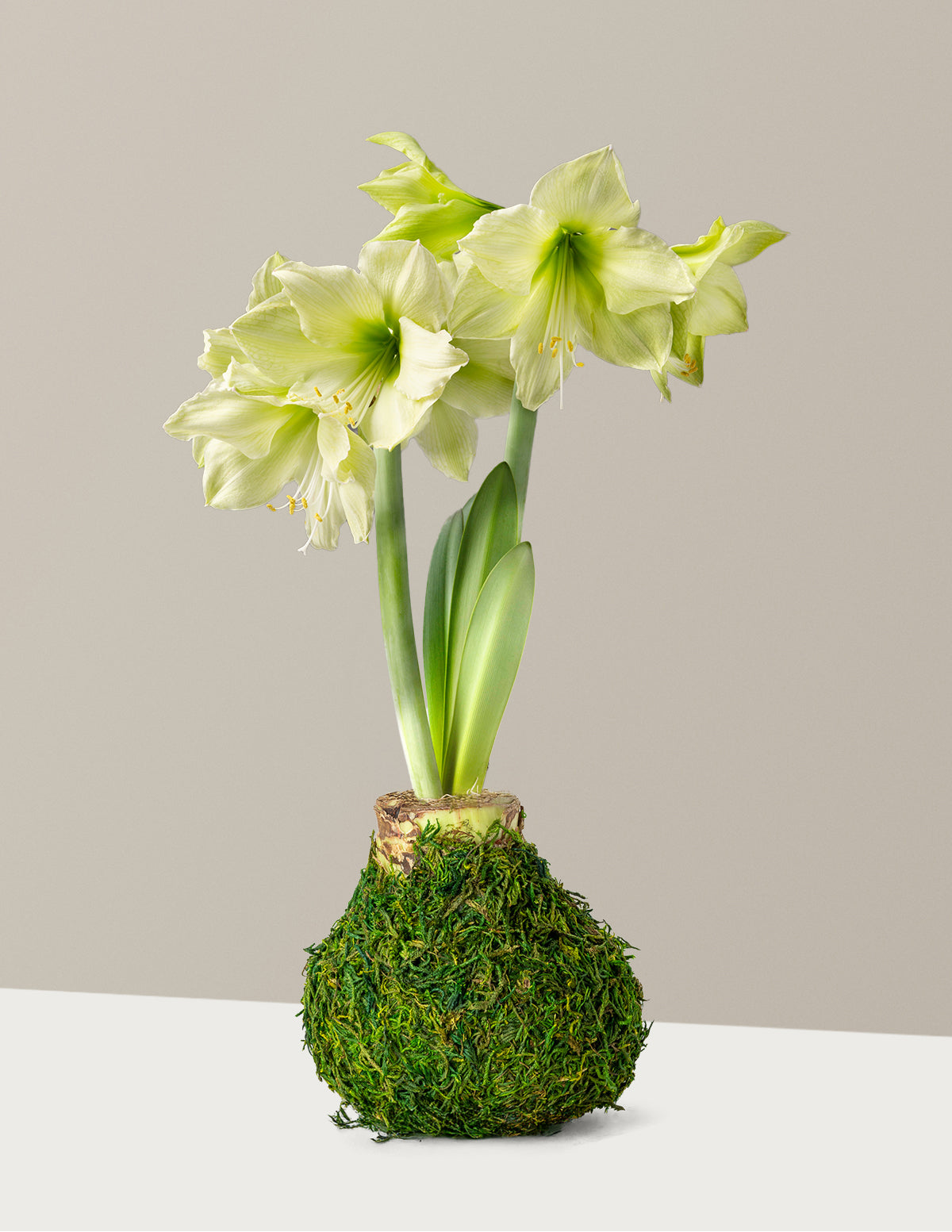Mum Kaplı Amaryllis Soğanı