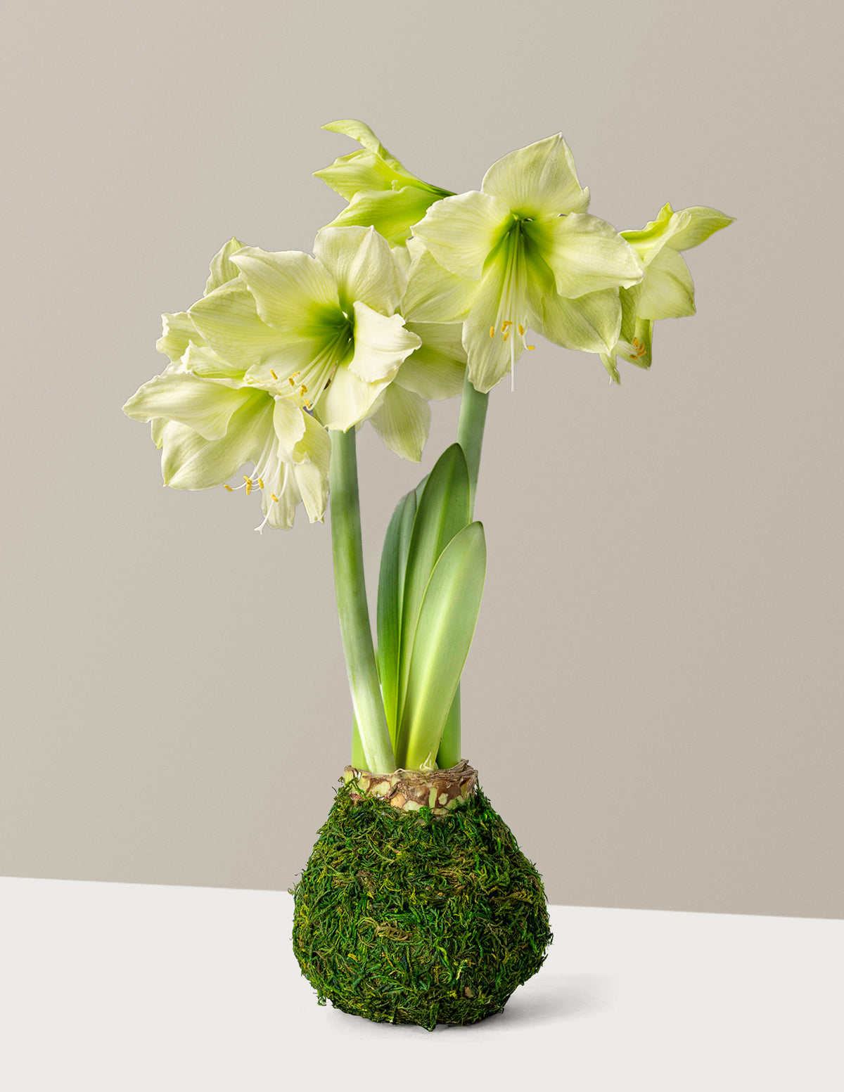 Mum Kaplı Amaryllis Soğanı