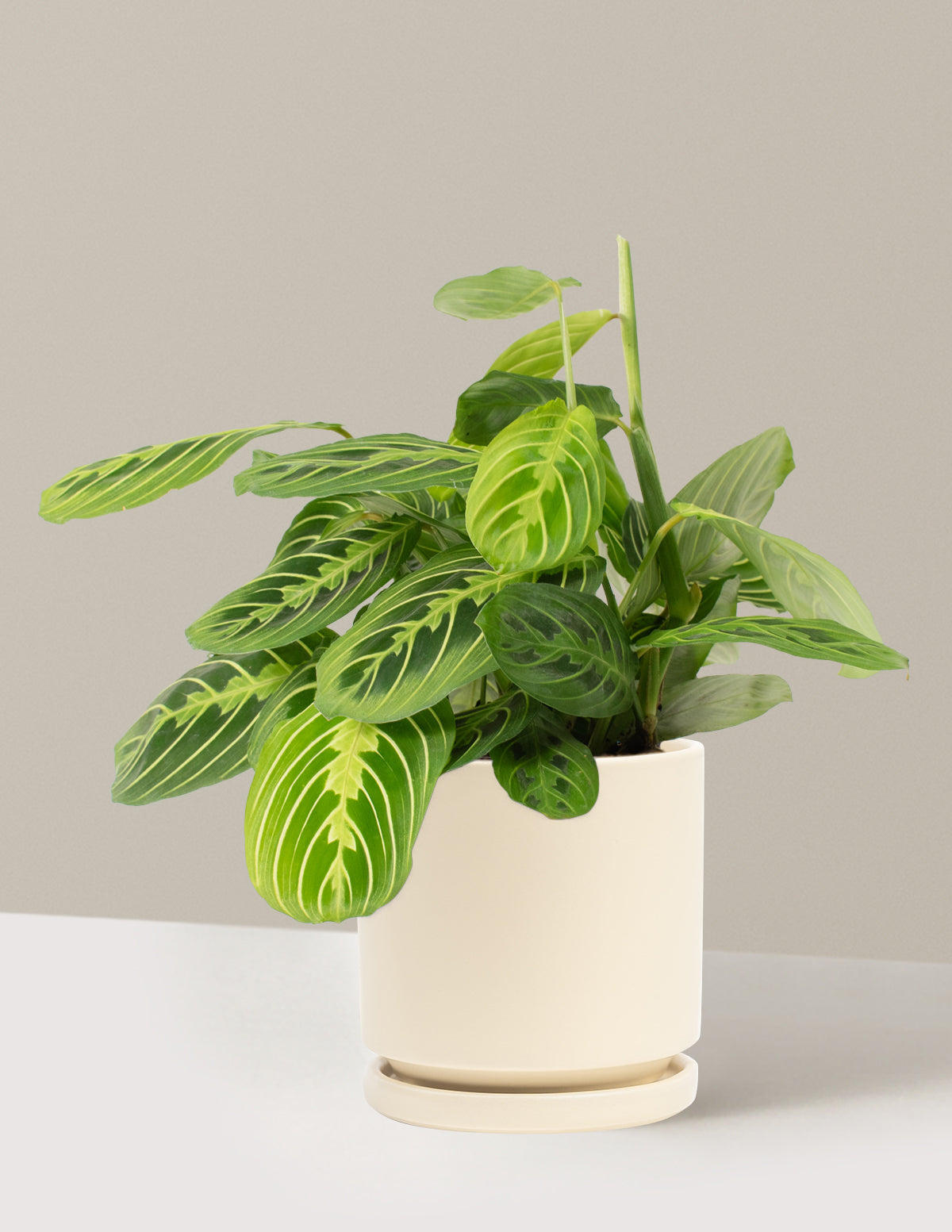 Lemon Lime Dua Çiçeği (Maranta leuconeura 'Lemon Lime')