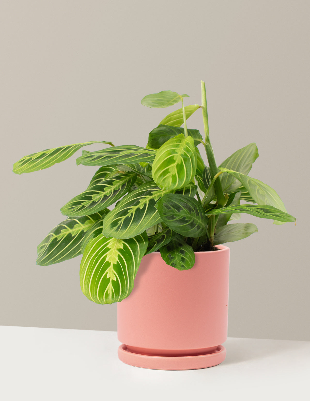 Lemon Lime Dua Çiçeği (Maranta leuconeura 'Lemon Lime')