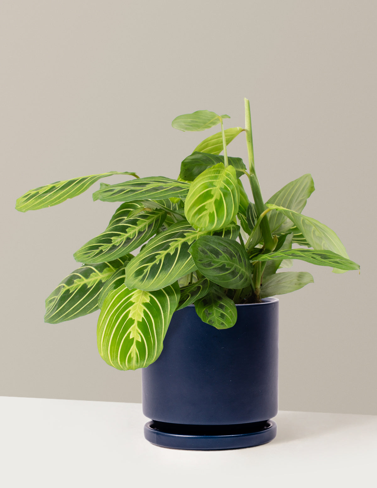 Lemon Lime Dua Çiçeği (Maranta leuconeura 'Lemon Lime')