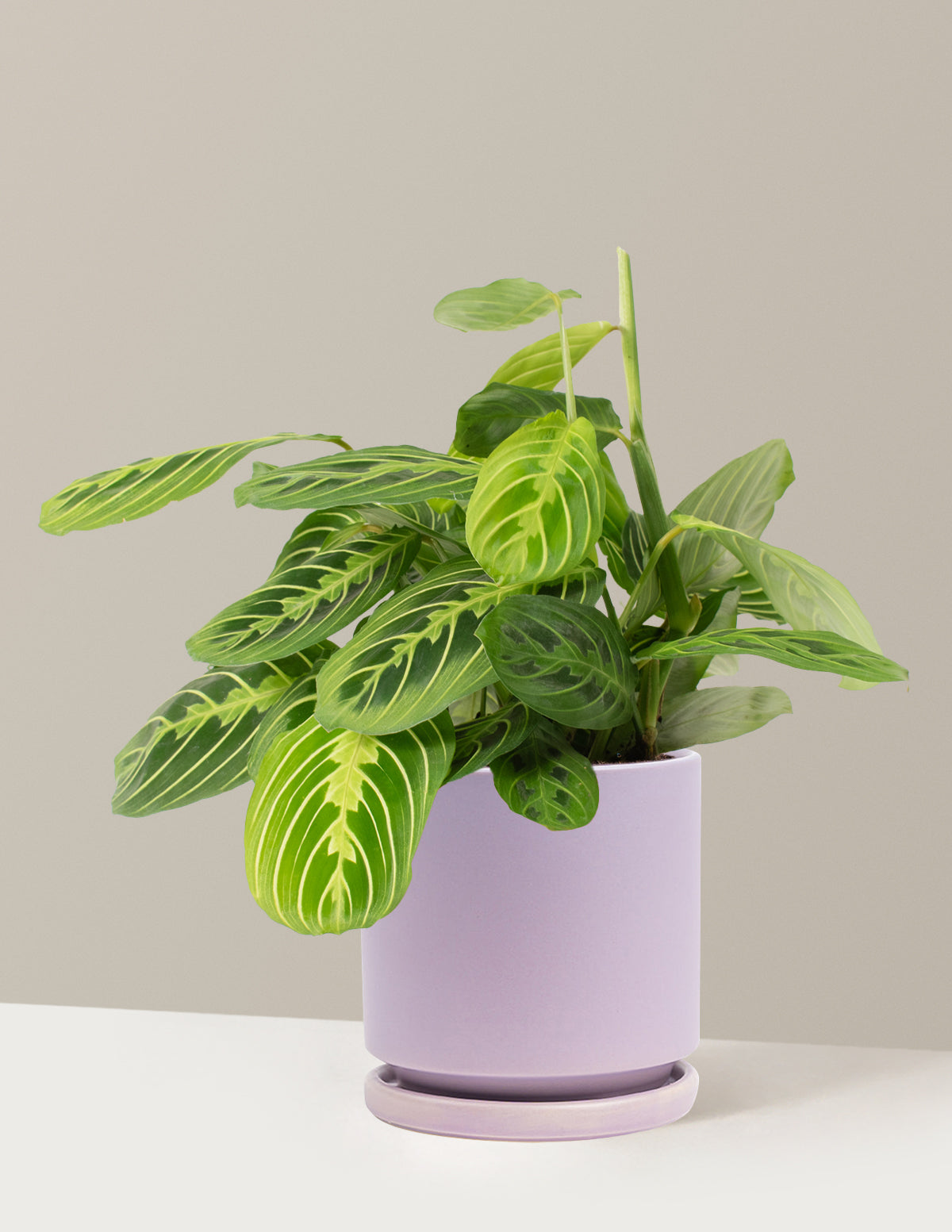 Lemon Lime Dua Çiçeği (Maranta leuconeura 'Lemon Lime')