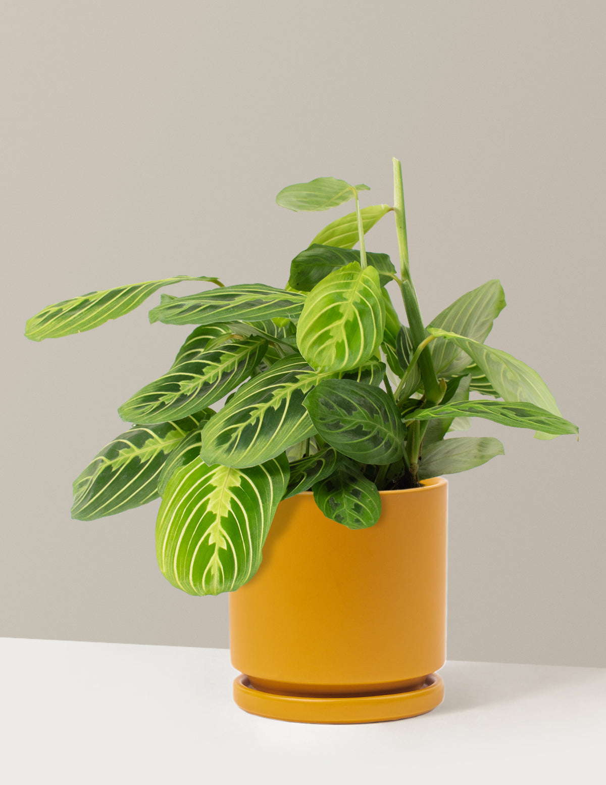 Lemon Lime Dua Çiçeği (Maranta leuconeura 'Lemon Lime')