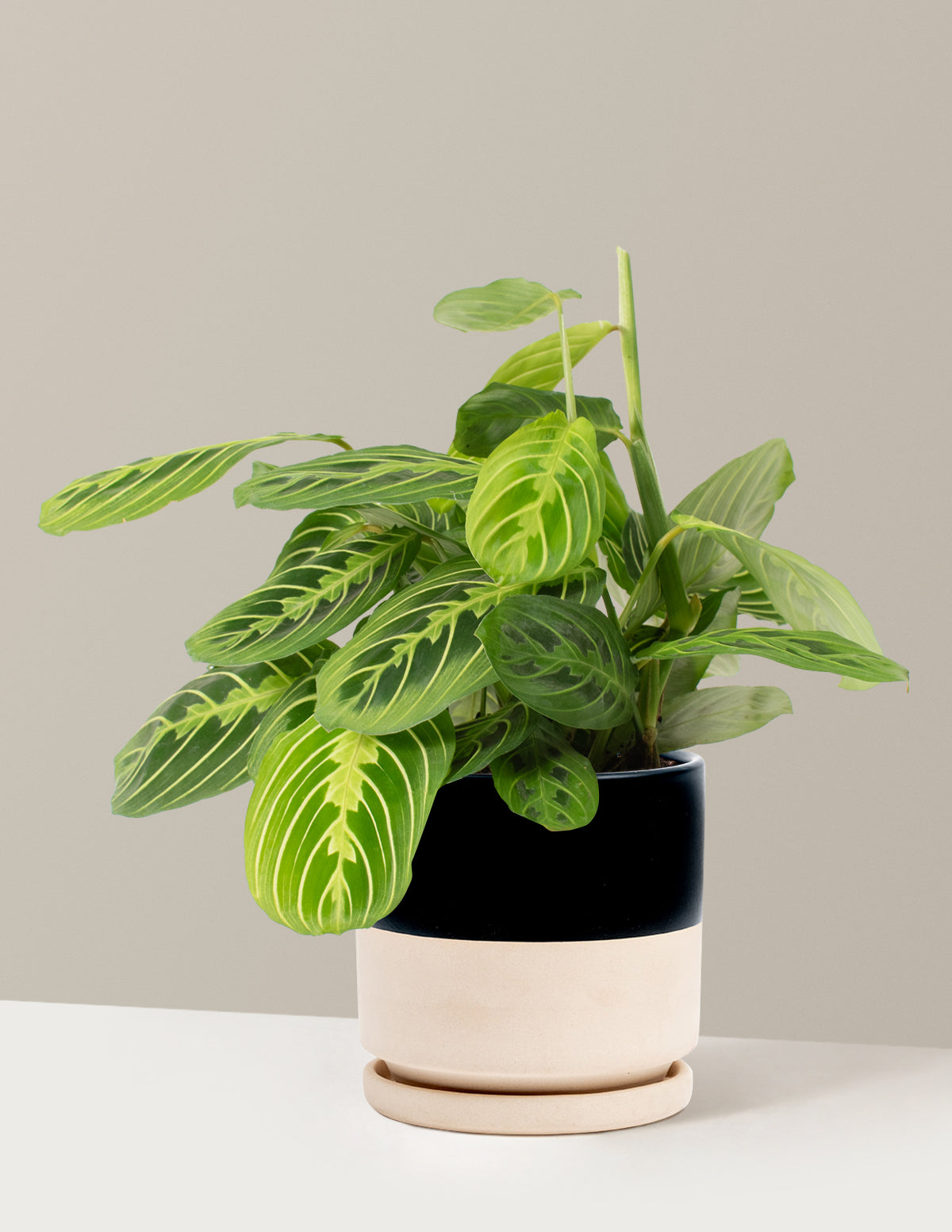 Lemon Lime Dua Çiçeği (Maranta leuconeura 'Lemon Lime')