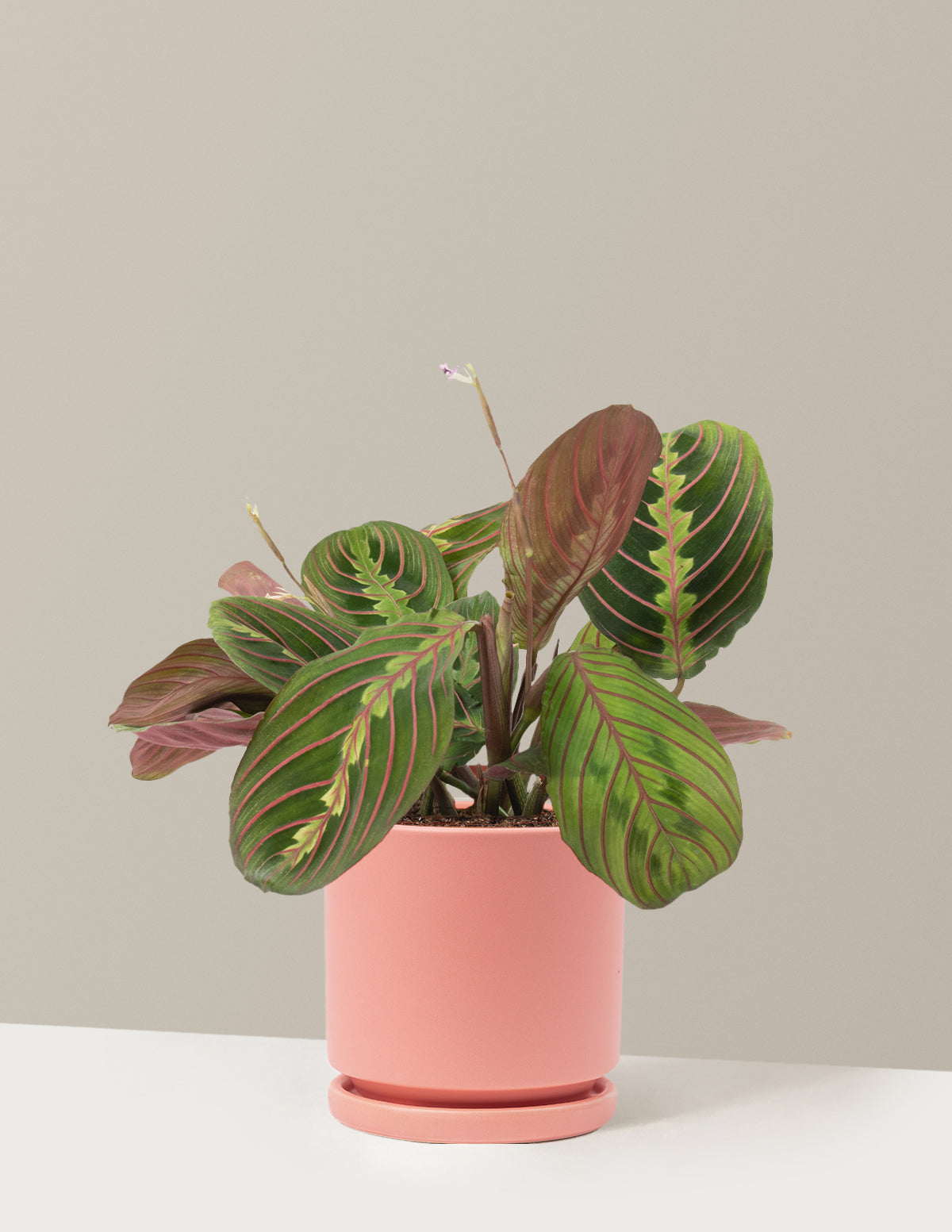 Kırmızı Dua Çiçeği (Red Prayer Plant)