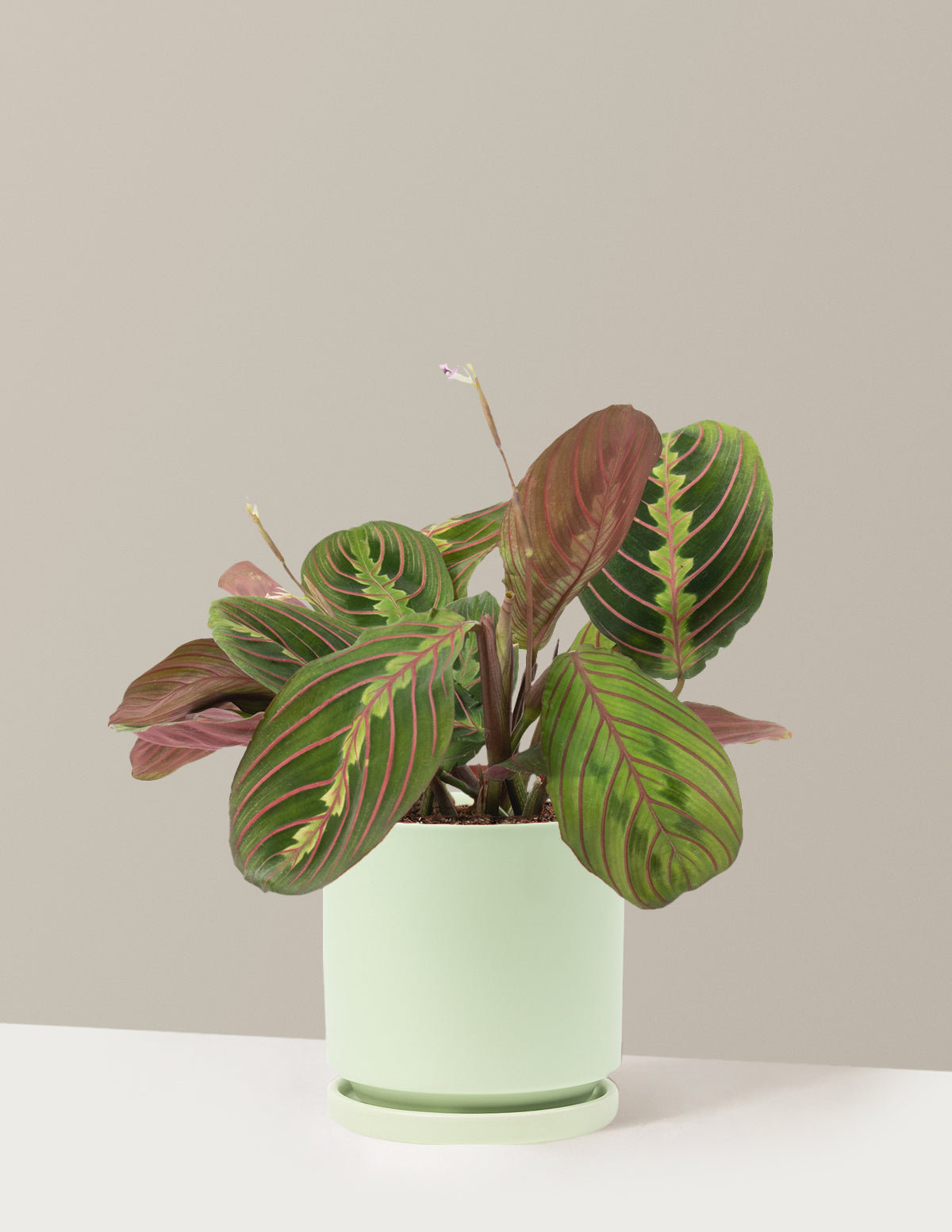 Kırmızı Dua Çiçeği (Red Prayer Plant)