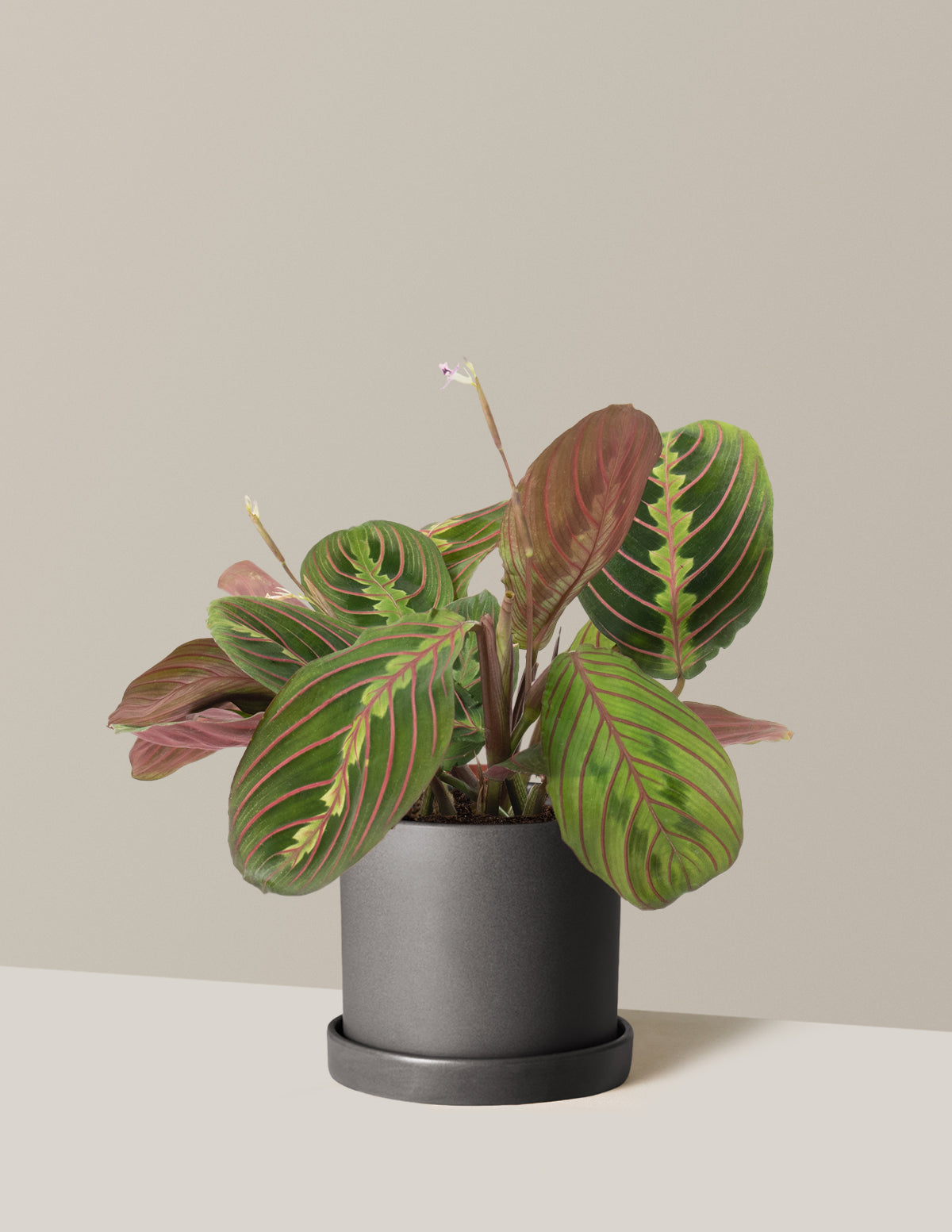 Kırmızı Dua Çiçeği (Red Prayer Plant)