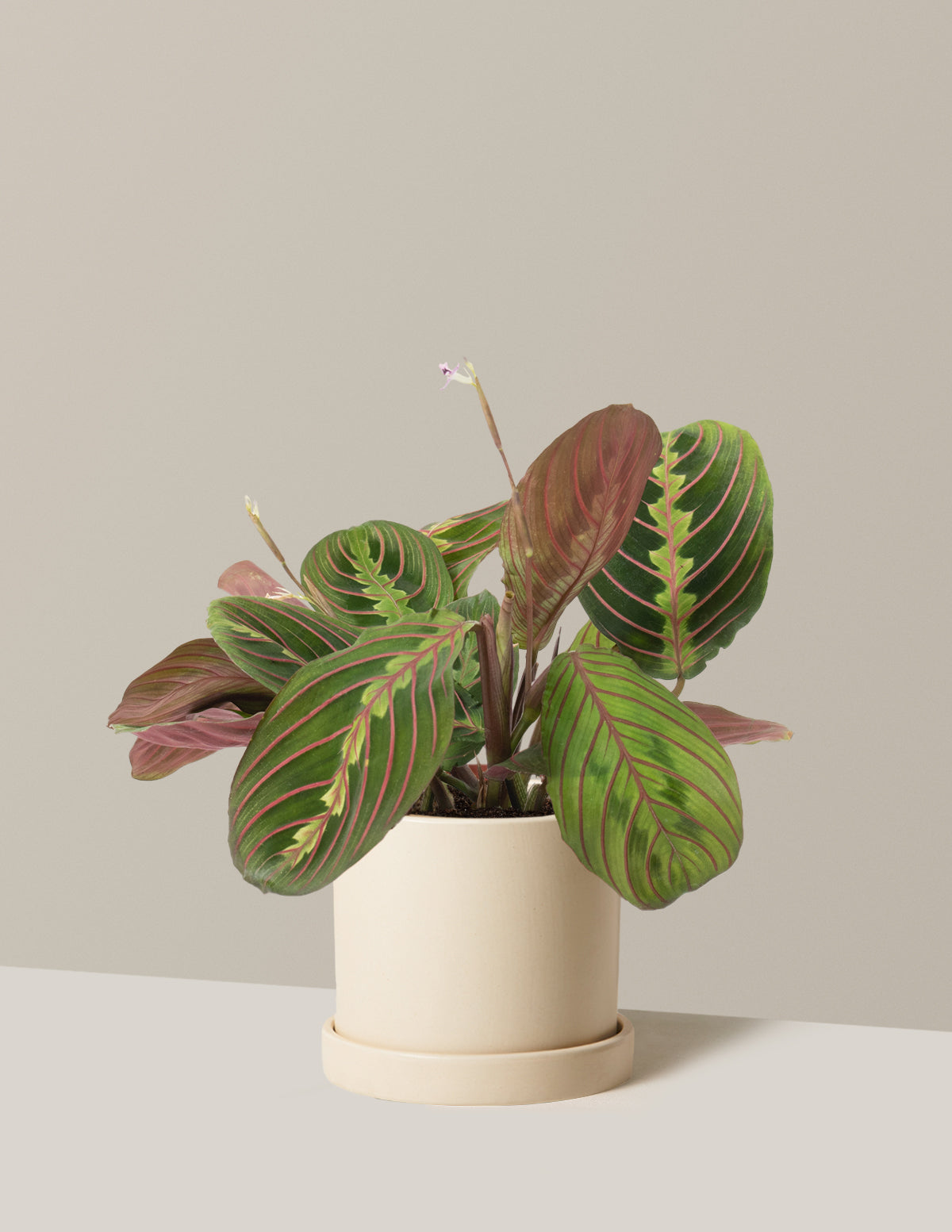Kırmızı Dua Çiçeği (Red Prayer Plant)
