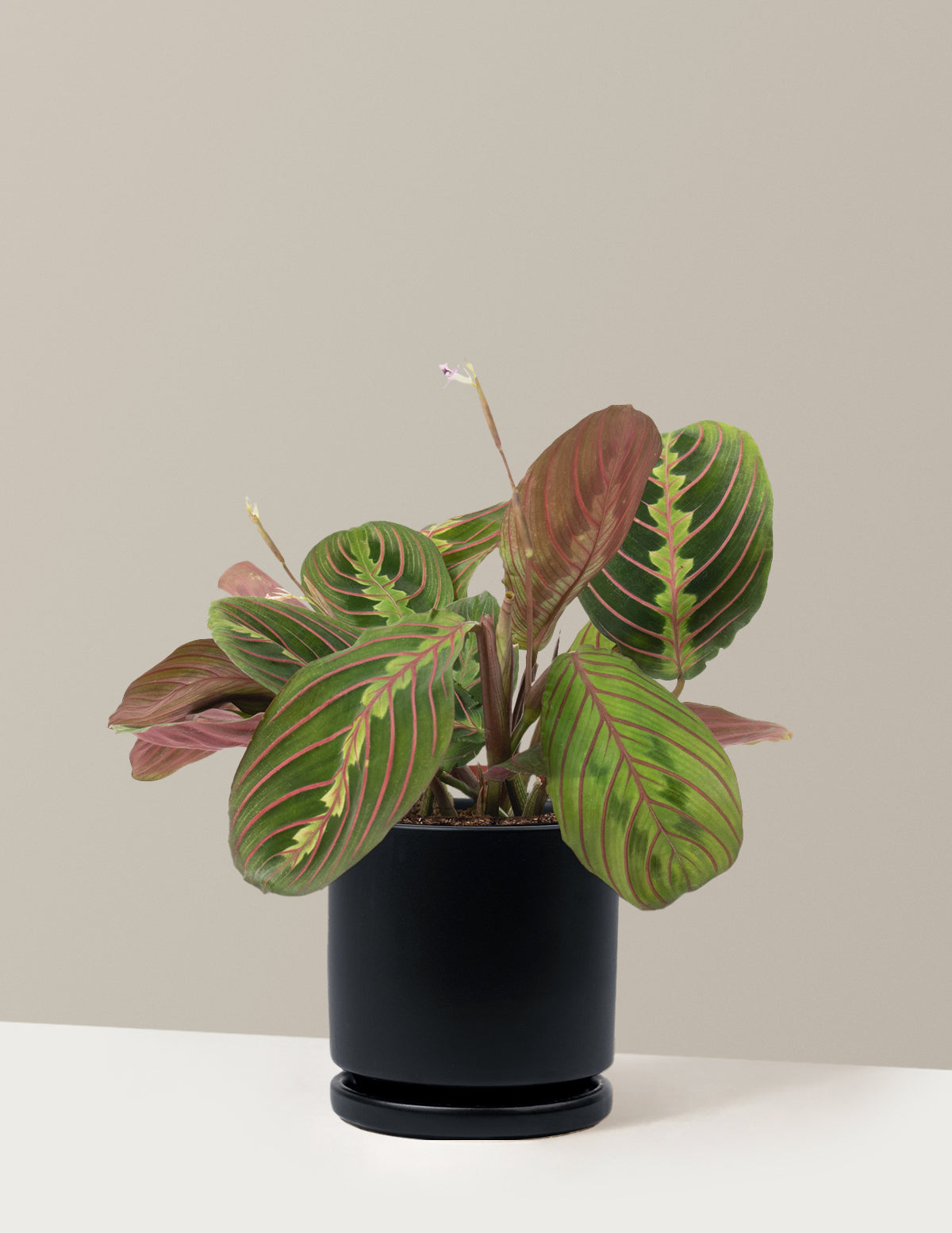 Kırmızı Dua Çiçeği (Red Prayer Plant)