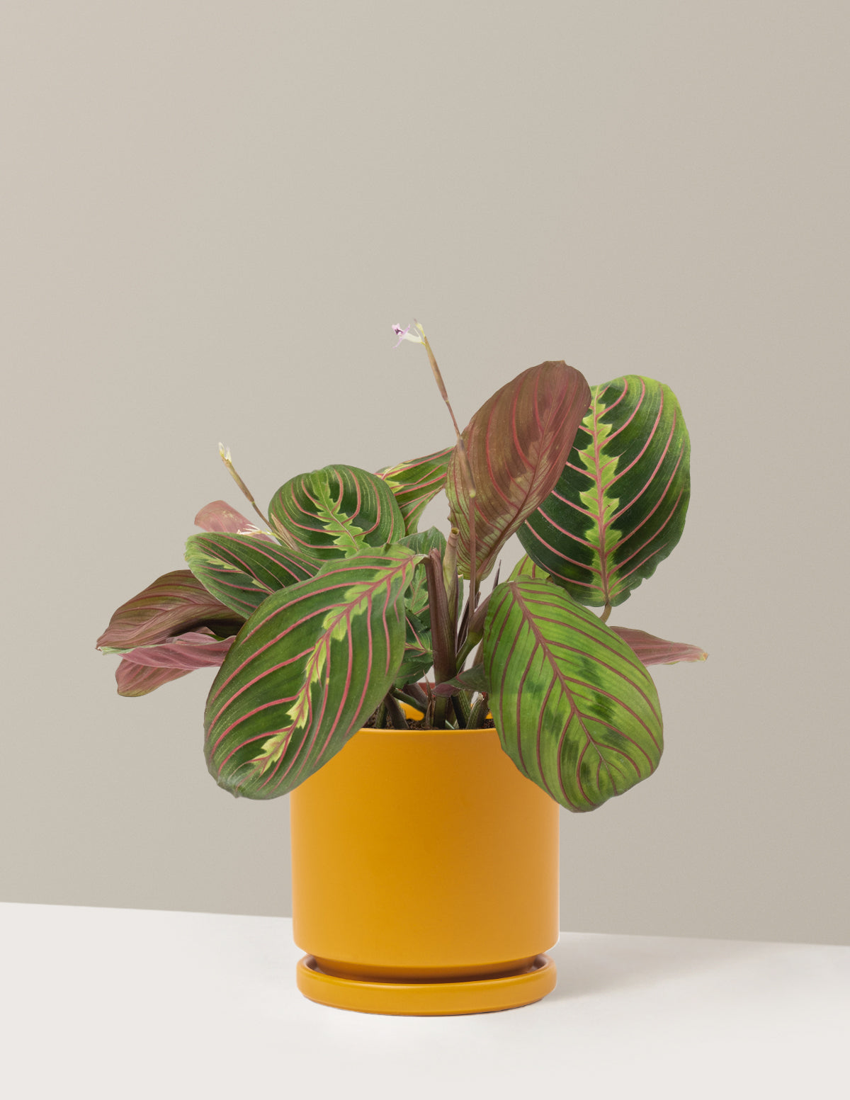 Kırmızı Dua Çiçeği (Red Prayer Plant)