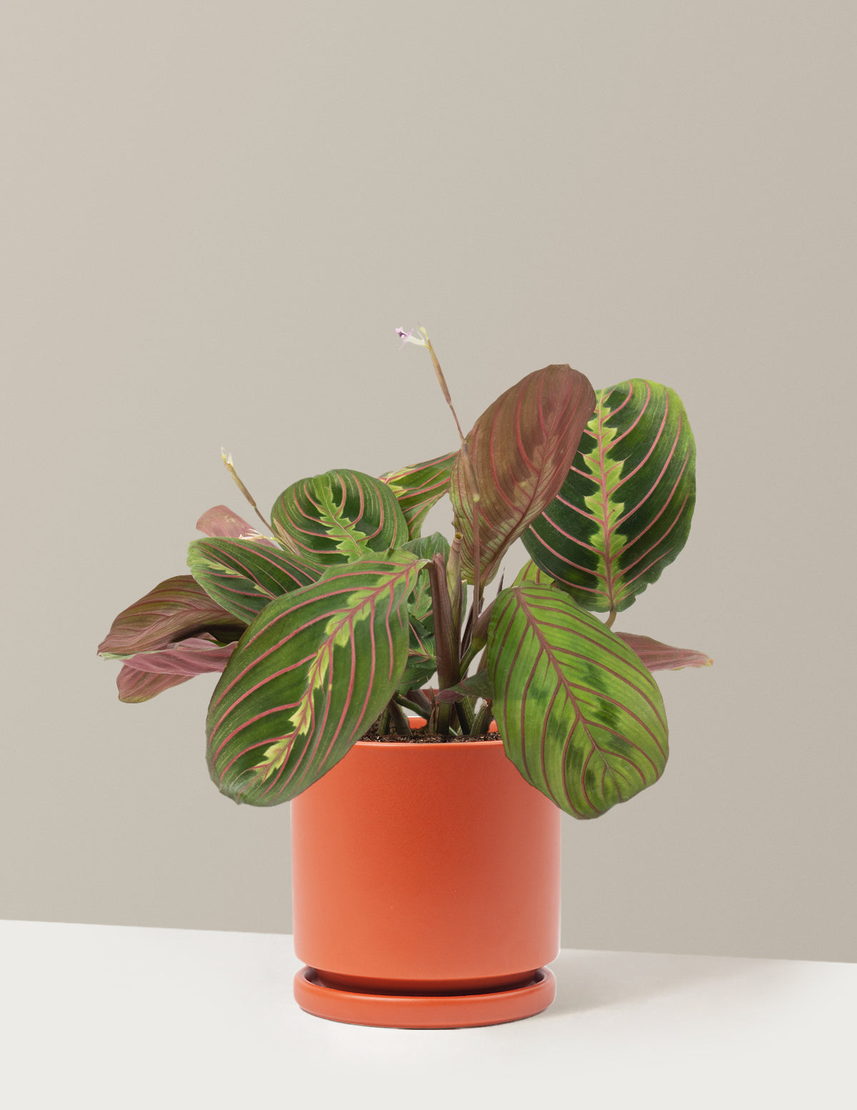 Kırmızı Dua Çiçeği (Red Prayer Plant)
