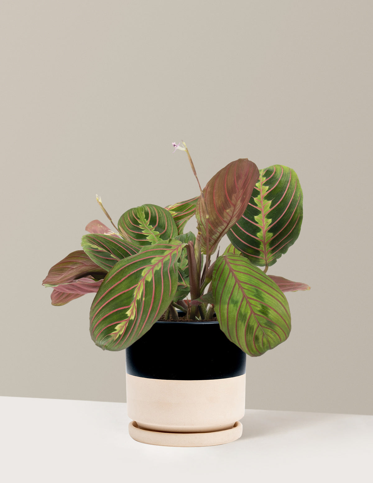 Kırmızı Dua Çiçeği (Red Prayer Plant)