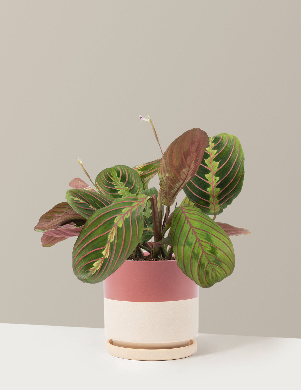 Kırmızı Dua Çiçeği (Red Prayer Plant)
