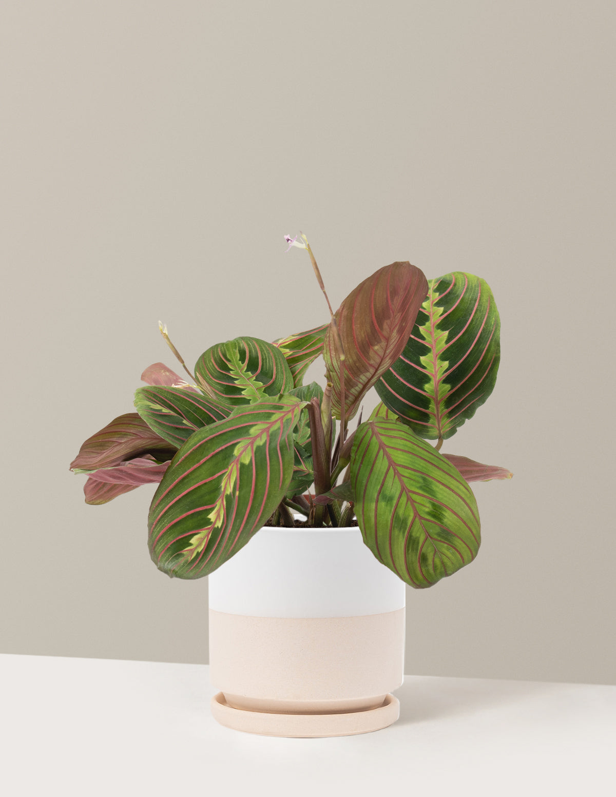 Kırmızı Dua Çiçeği (Red Prayer Plant)