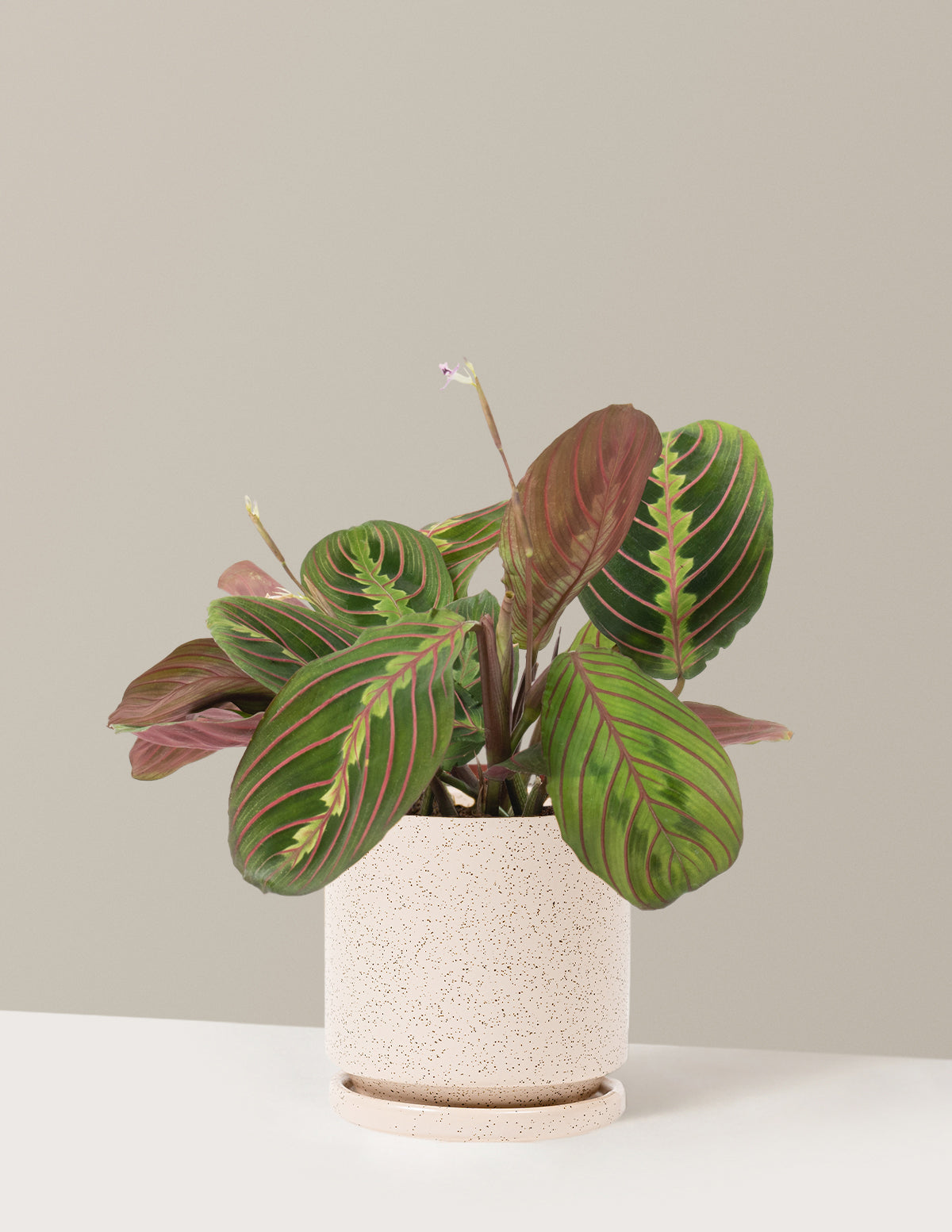 Kırmızı Dua Çiçeği (Red Prayer Plant)