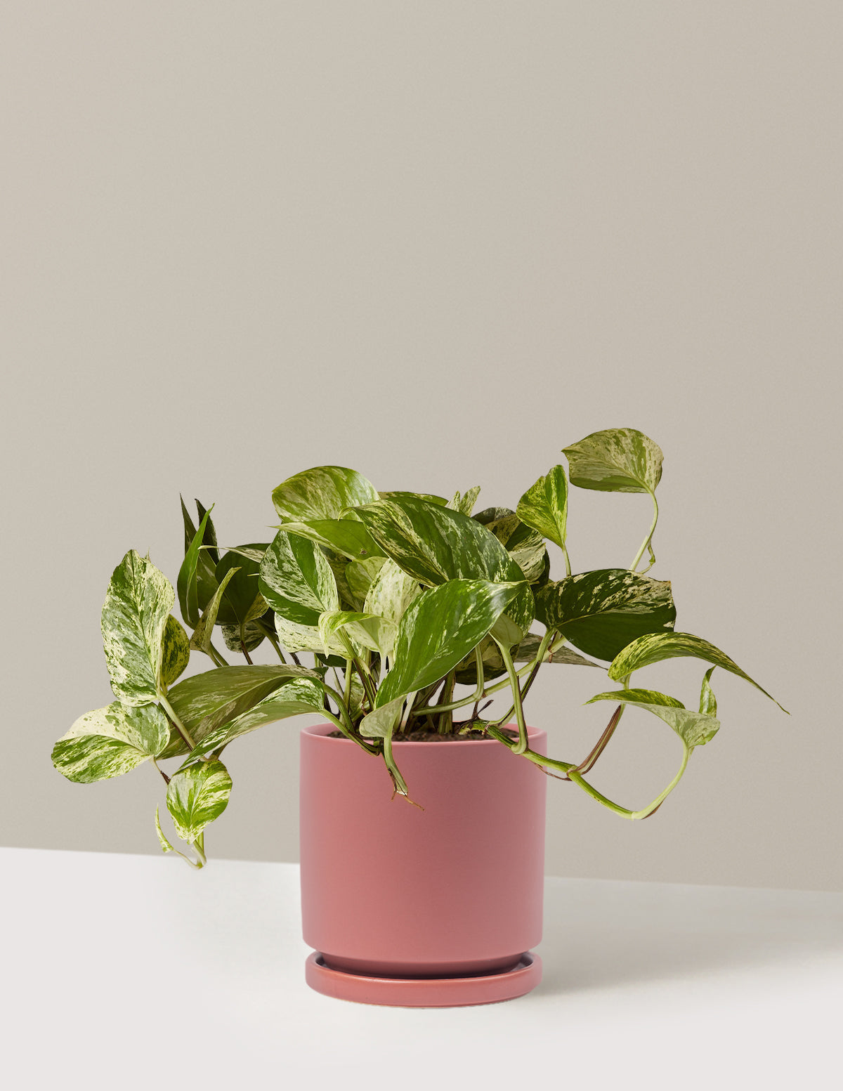 Pothos Marble Queen