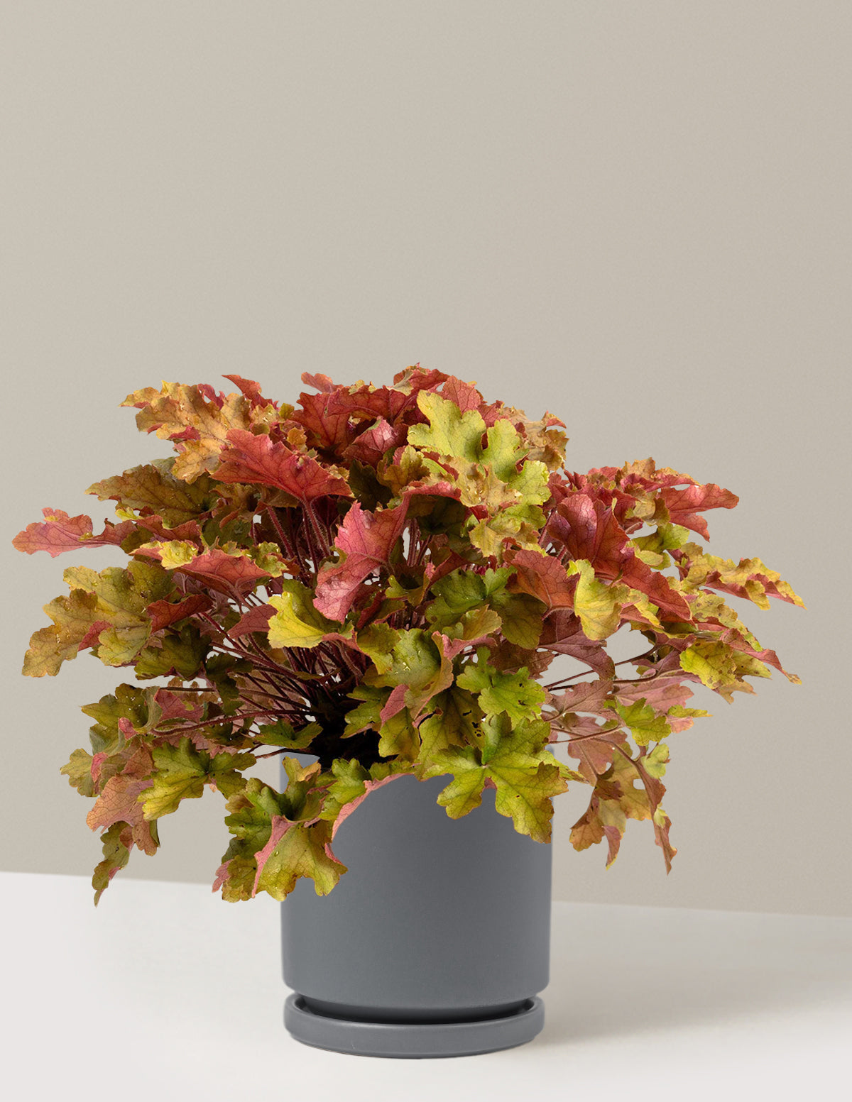 Marmalade Heuchera