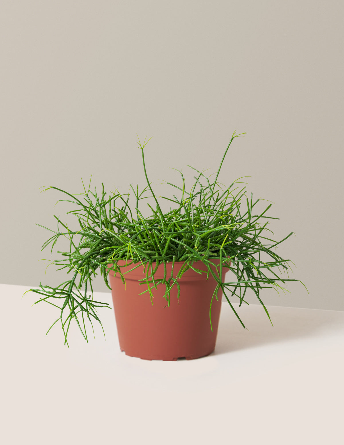 Mistletoe Cactus (Rhipsalis baccifera)