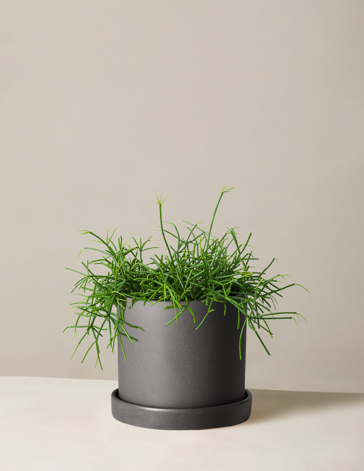 Mistletoe Cactus (Rhipsalis baccifera)