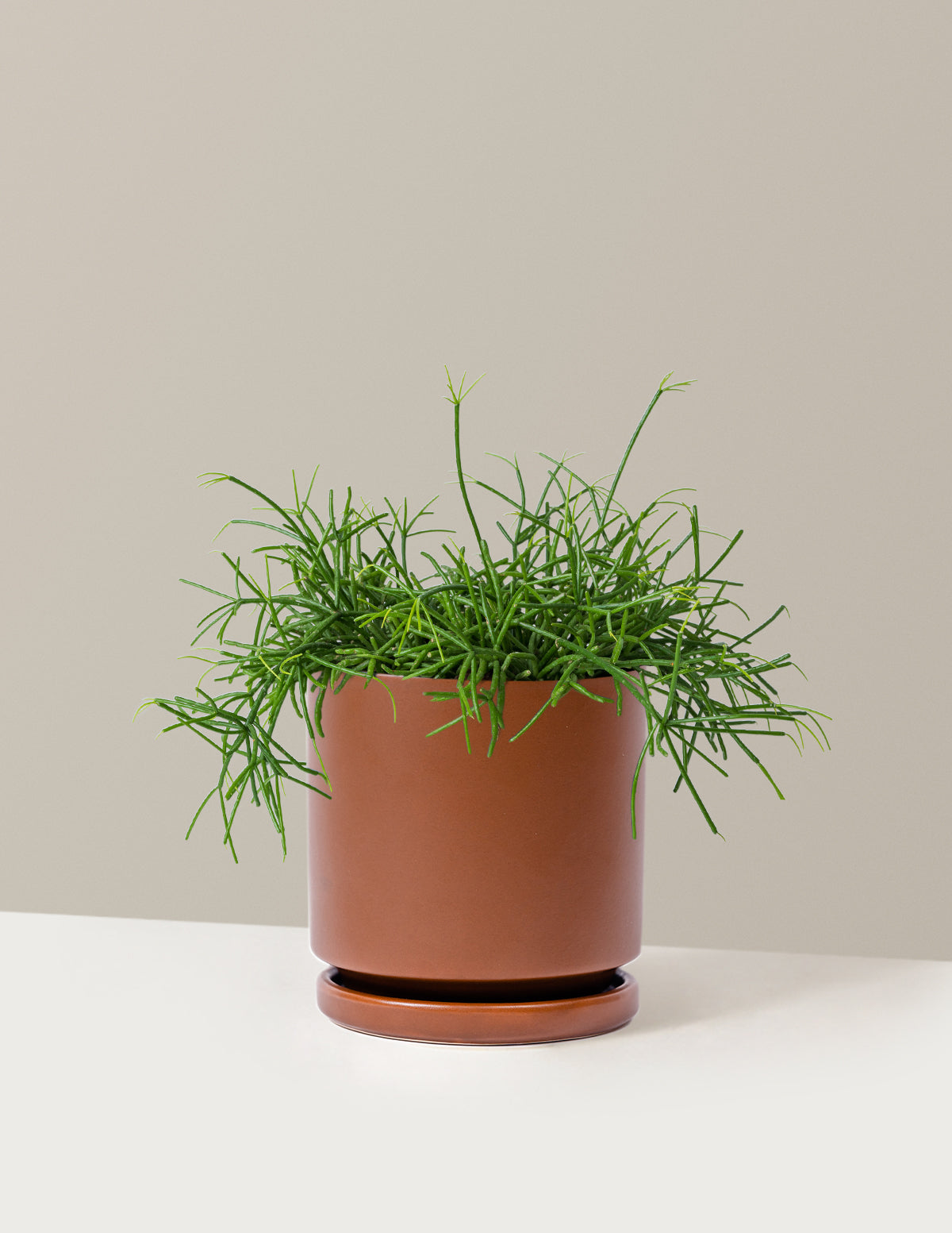 Mistletoe Cactus (Rhipsalis baccifera)