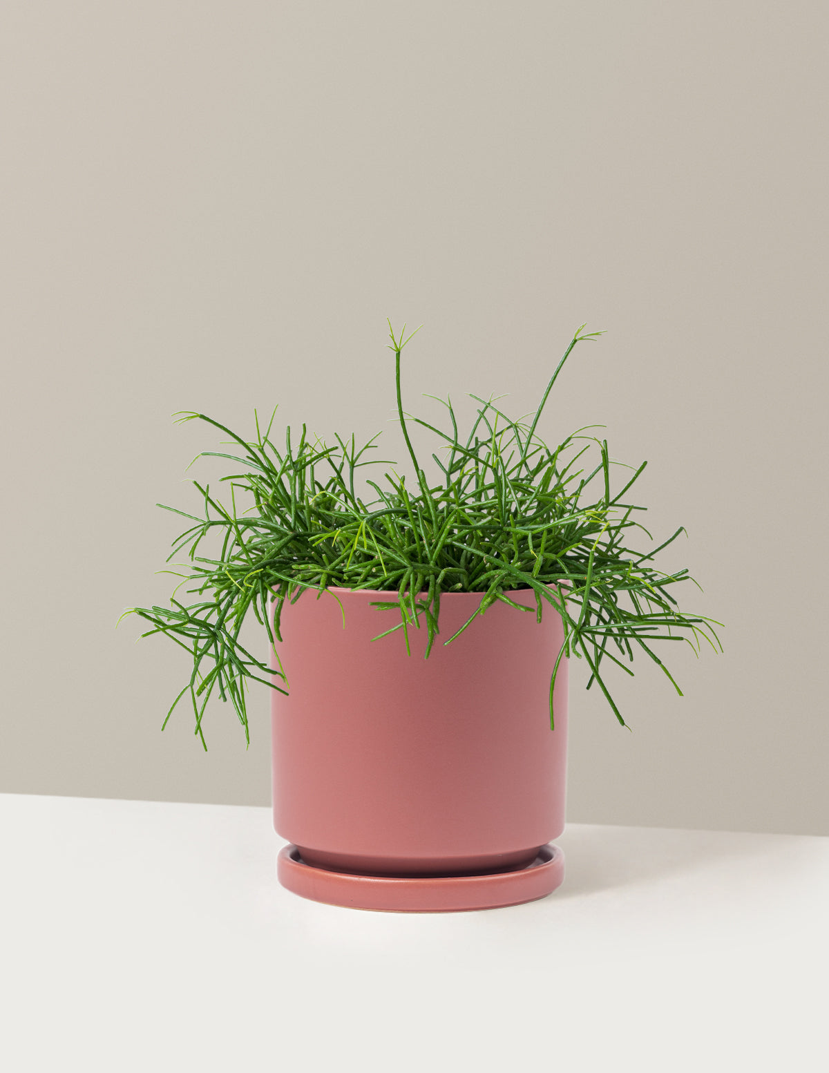 Mistletoe Cactus (Rhipsalis baccifera)