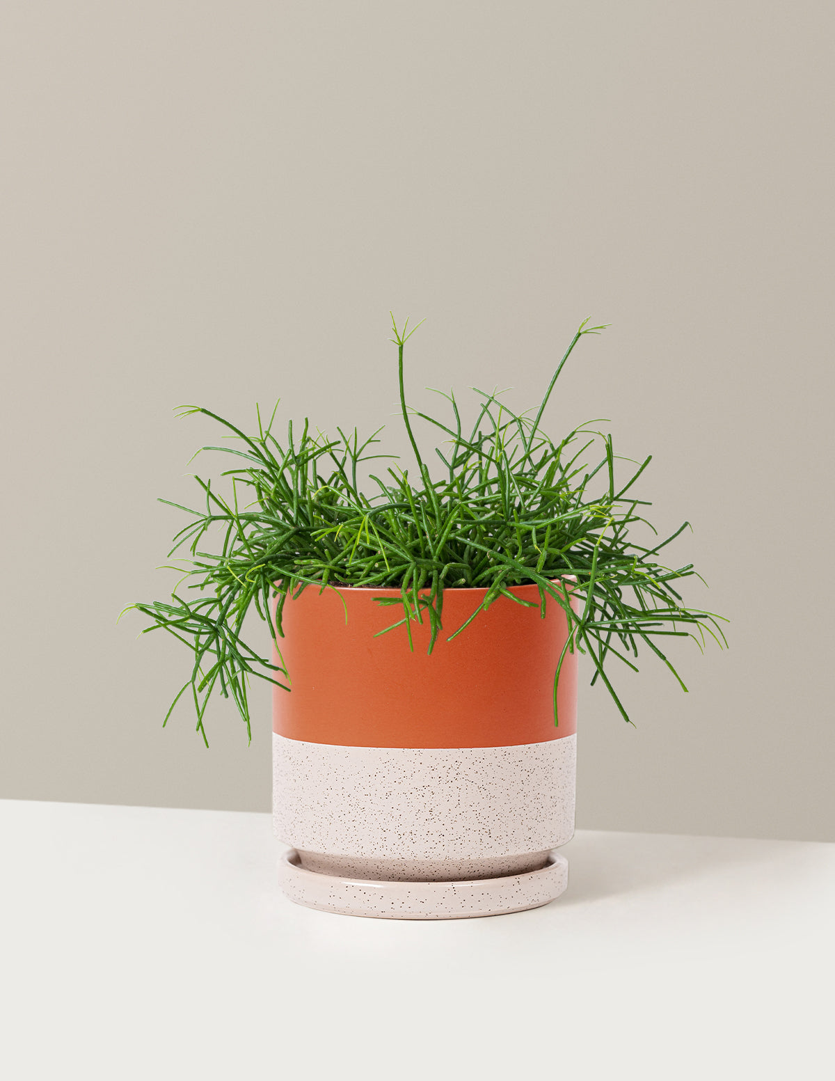 Mistletoe Cactus (Rhipsalis baccifera)