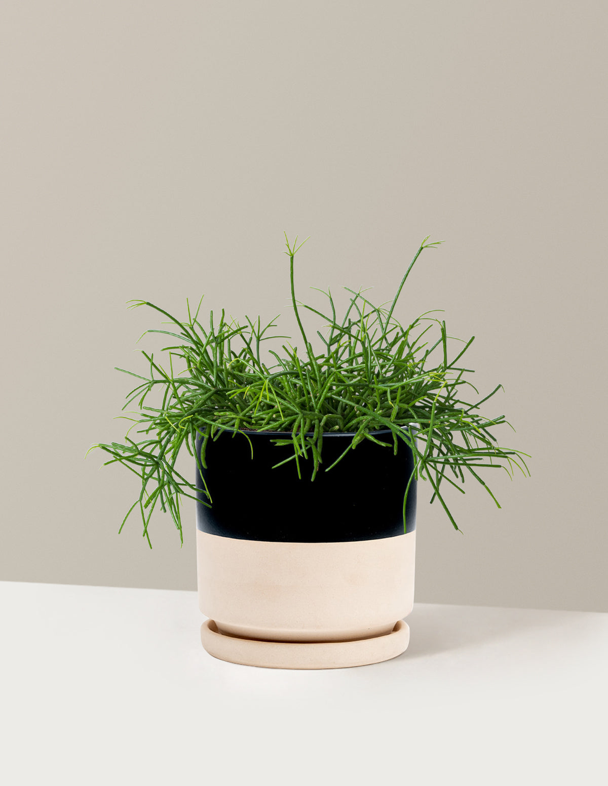 Mistletoe Cactus (Rhipsalis baccifera)