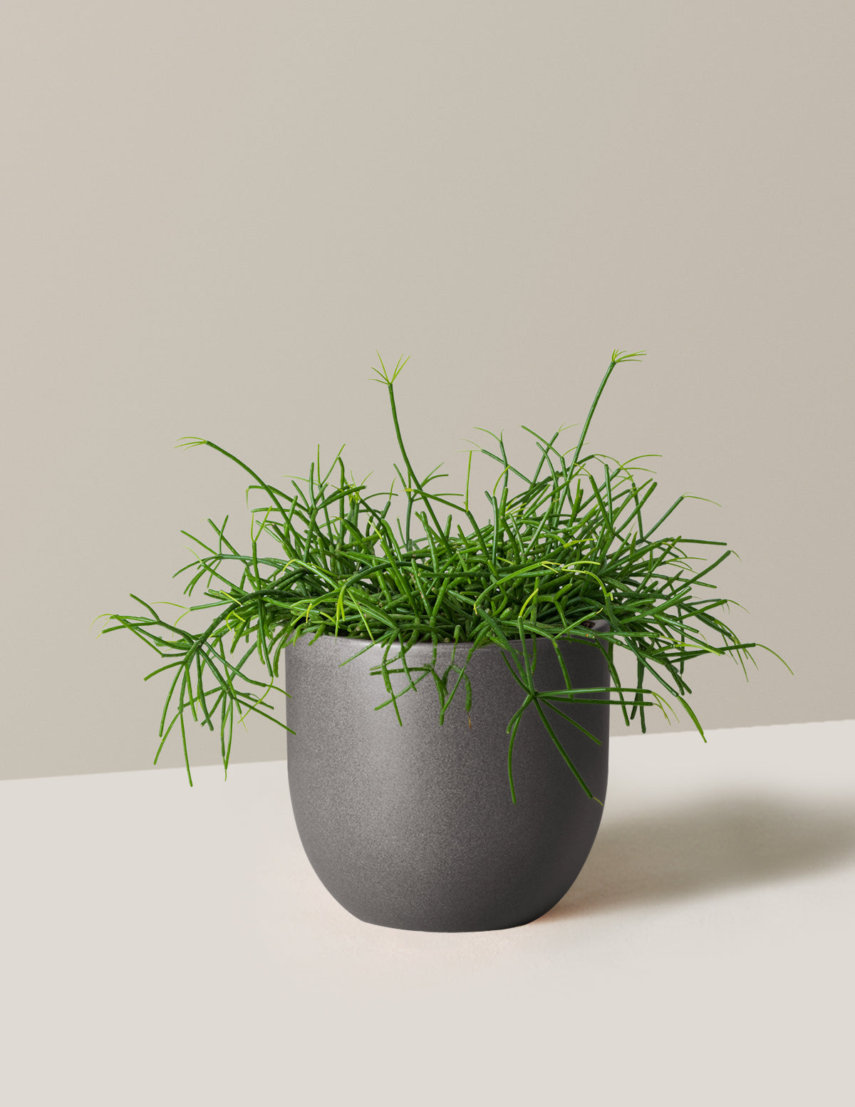 Mistletoe Cactus (Rhipsalis baccifera)