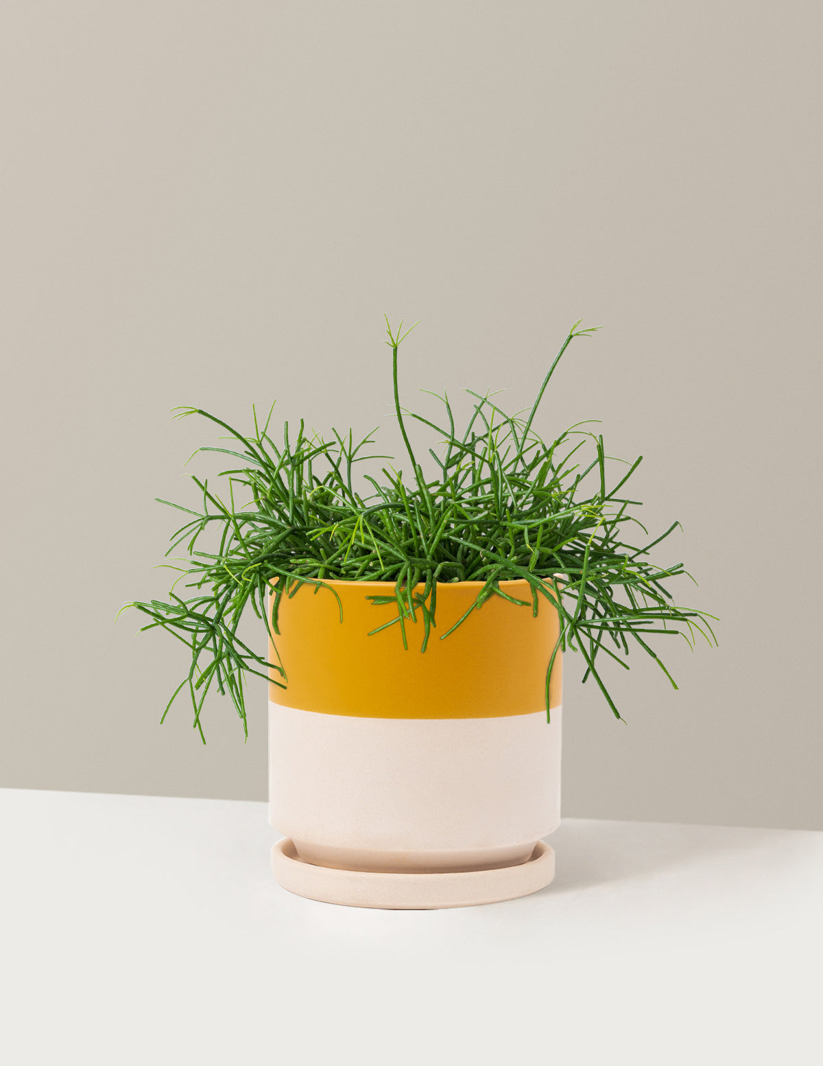 Mistletoe Cactus (Rhipsalis baccifera)