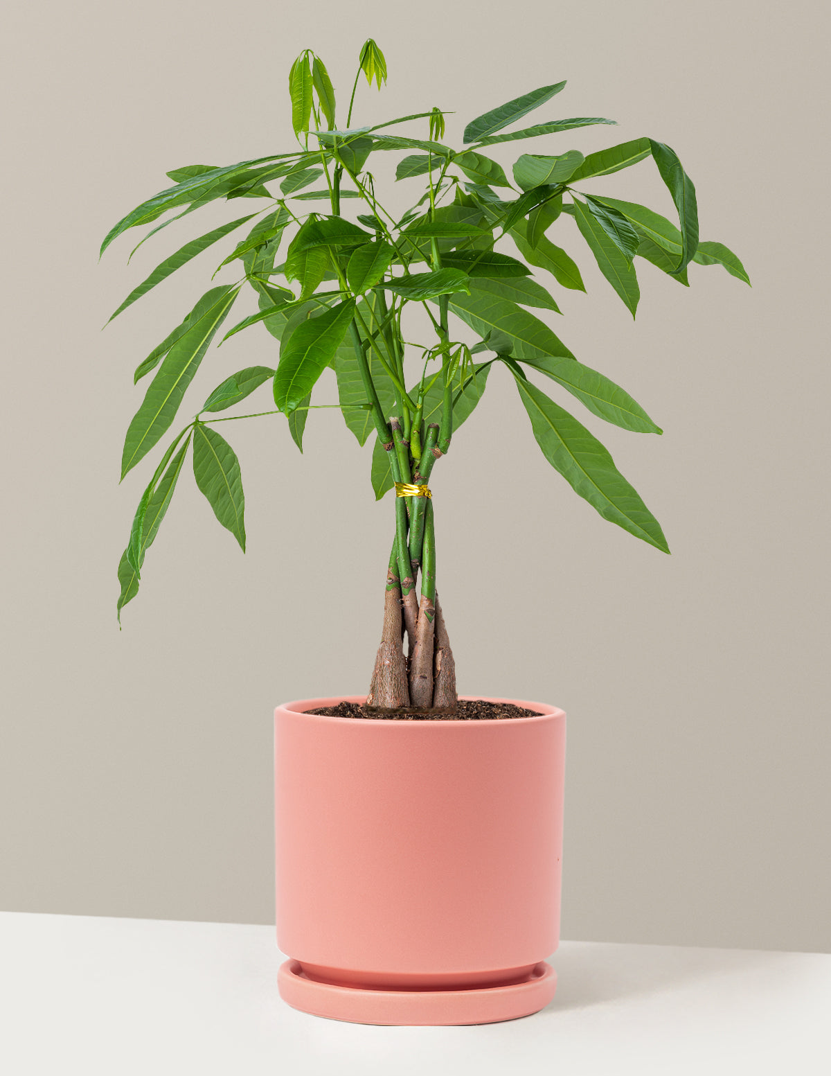 Para Ağacı (Money Tree)