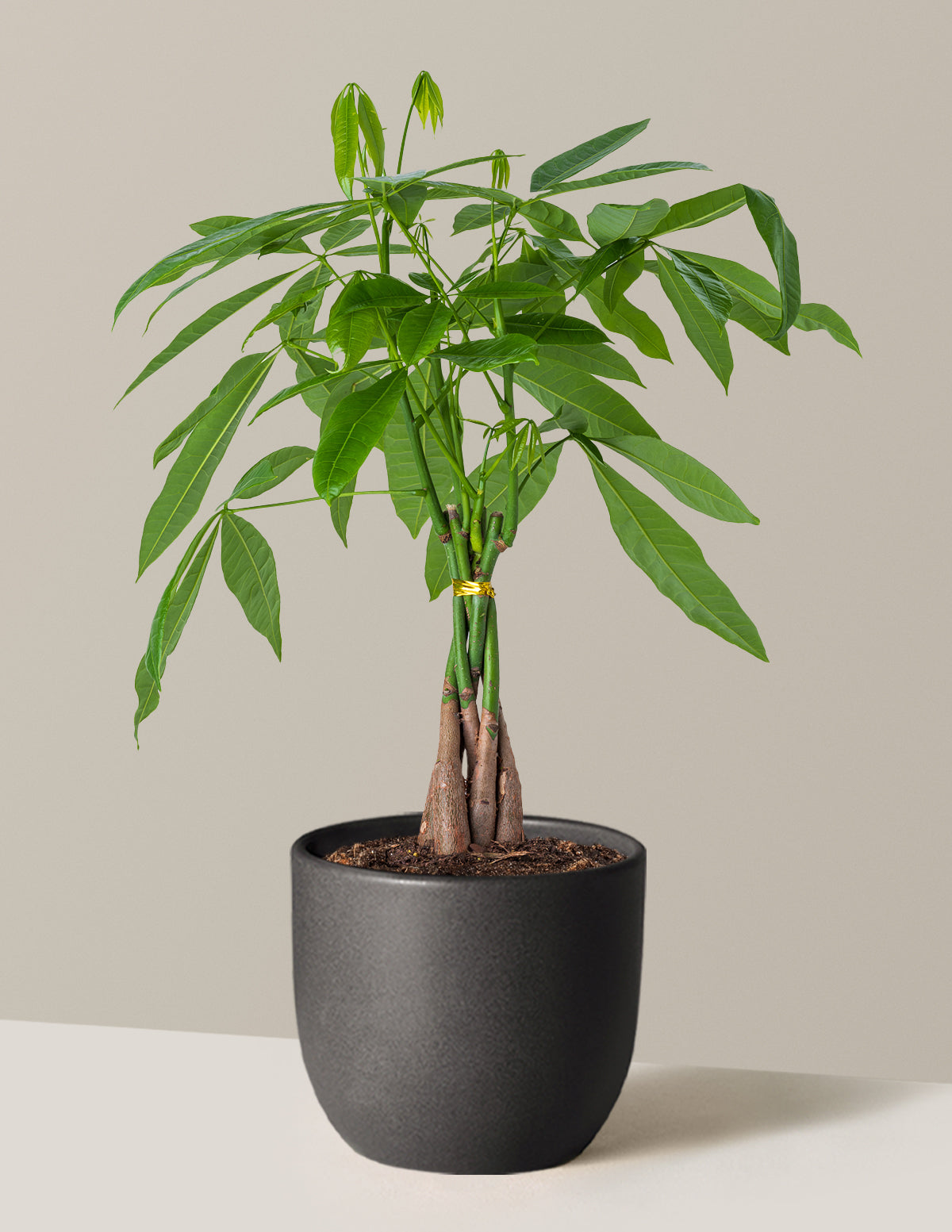 Para Ağacı (Money Tree)