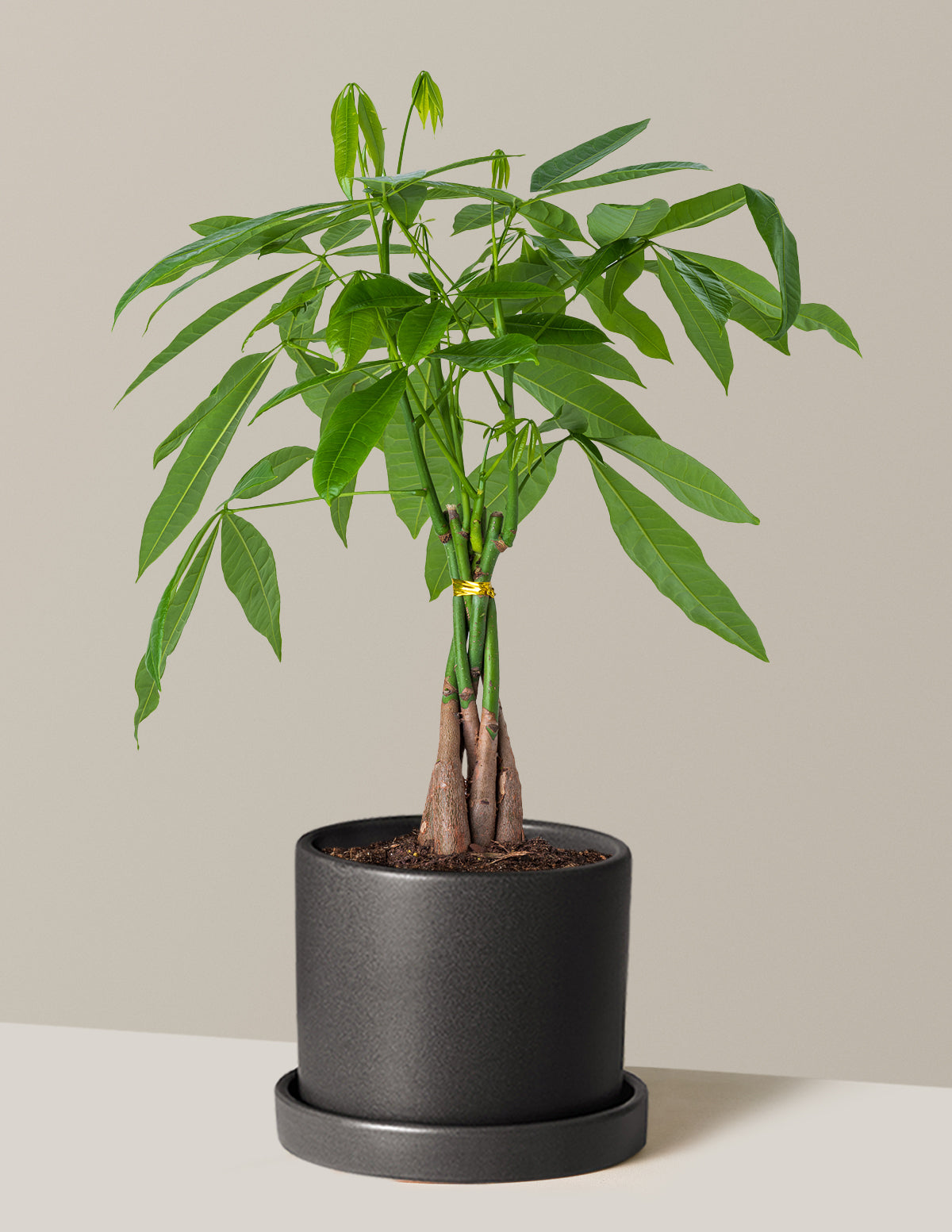 Para Ağacı (Money Tree)