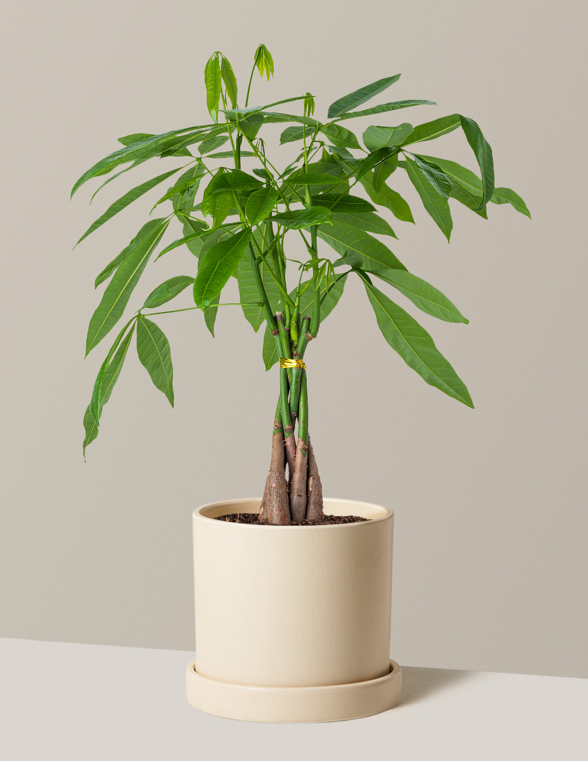 Para Ağacı (Money Tree)