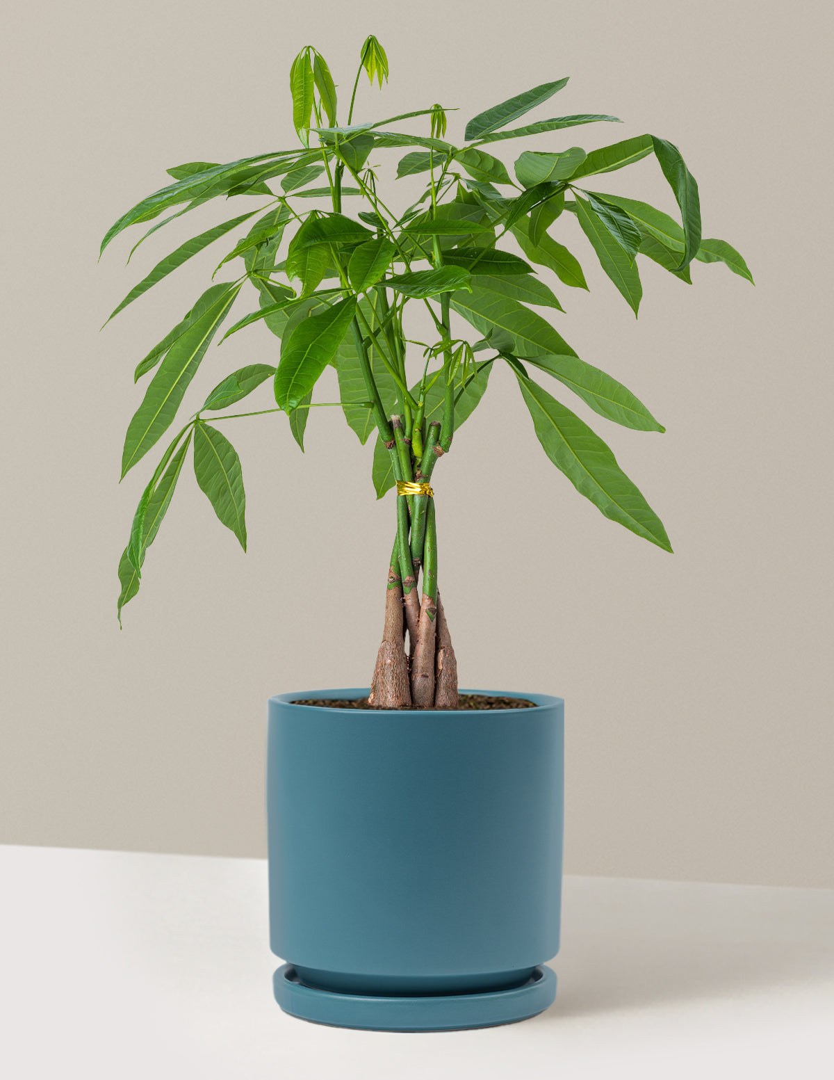 Para Ağacı (Money Tree)