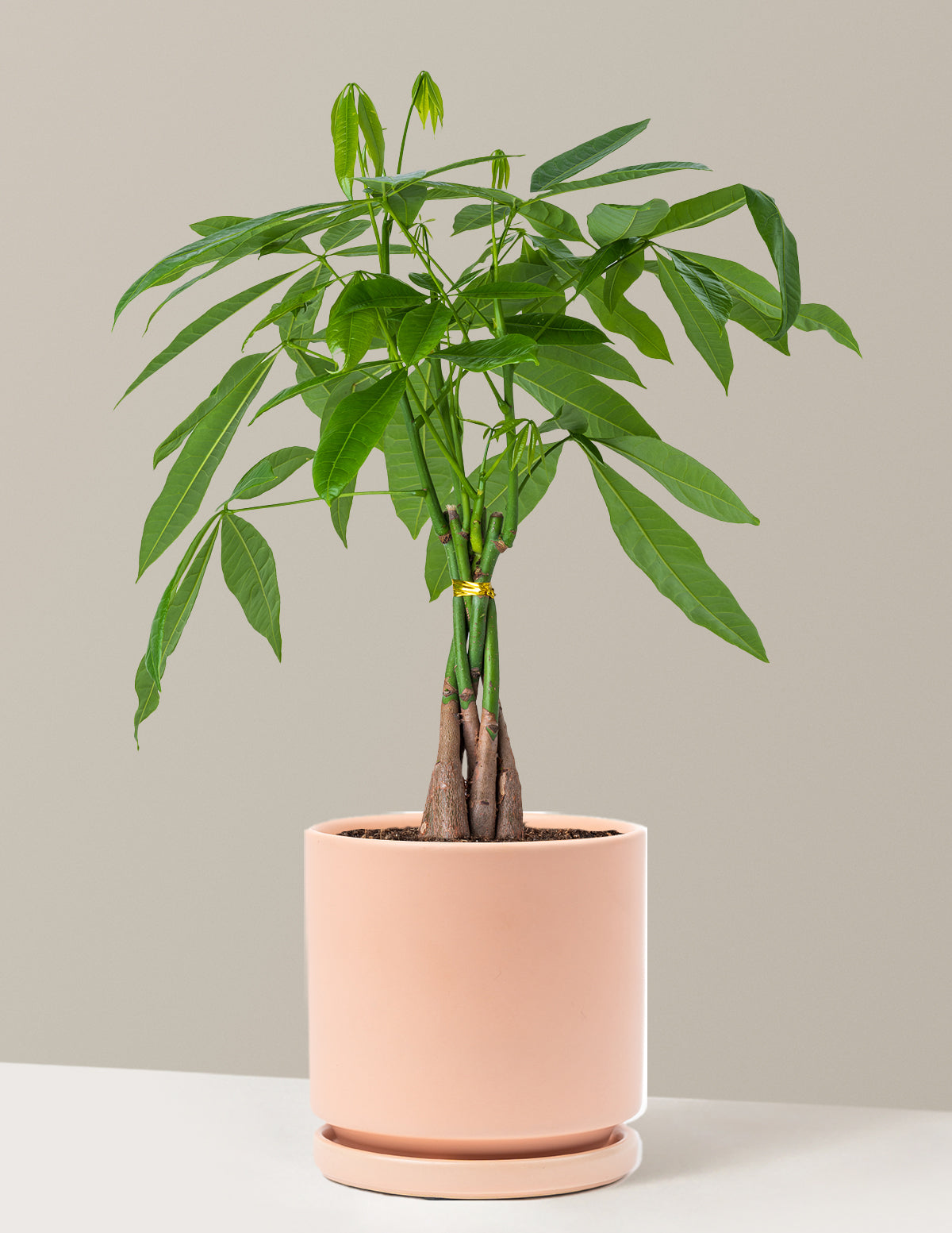 Para Ağacı (Money Tree)