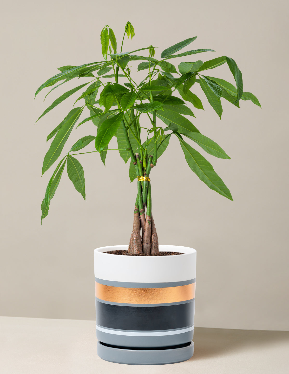 Para Ağacı (Money Tree)