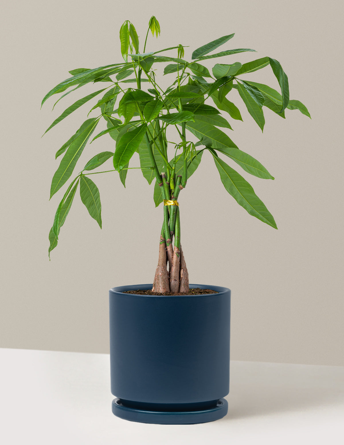 Para Ağacı (Money Tree)