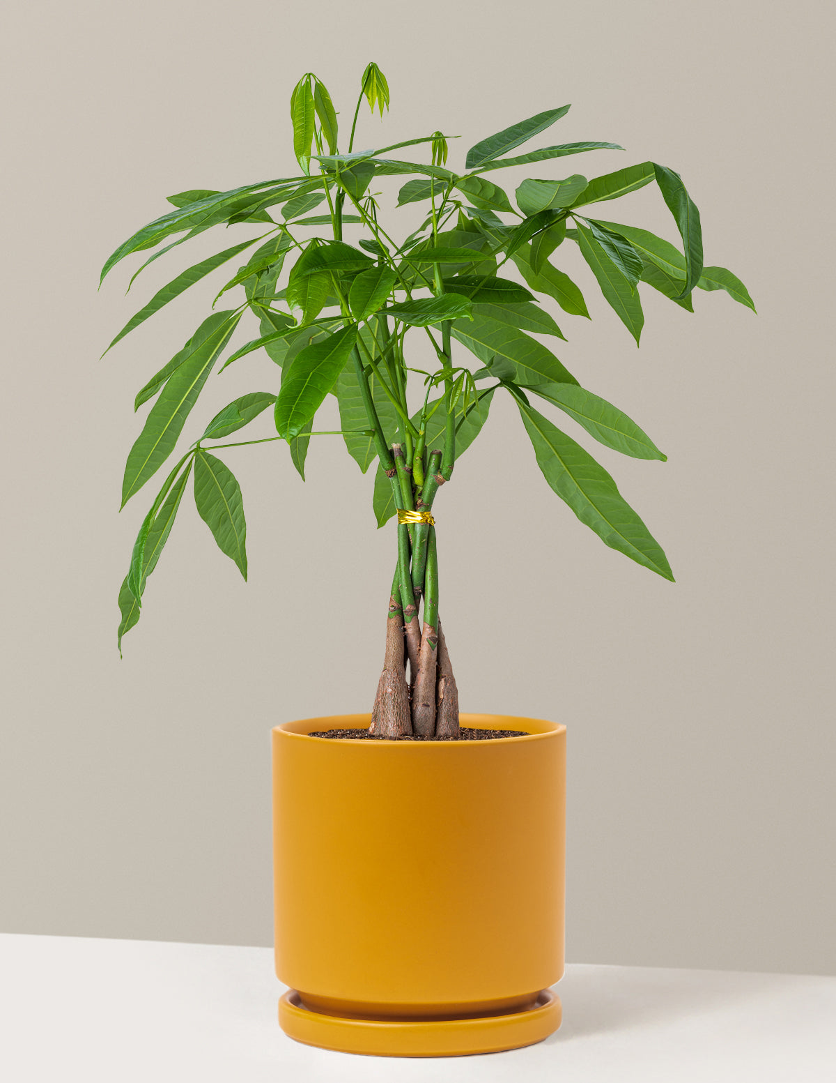 Para Ağacı (Money Tree)
