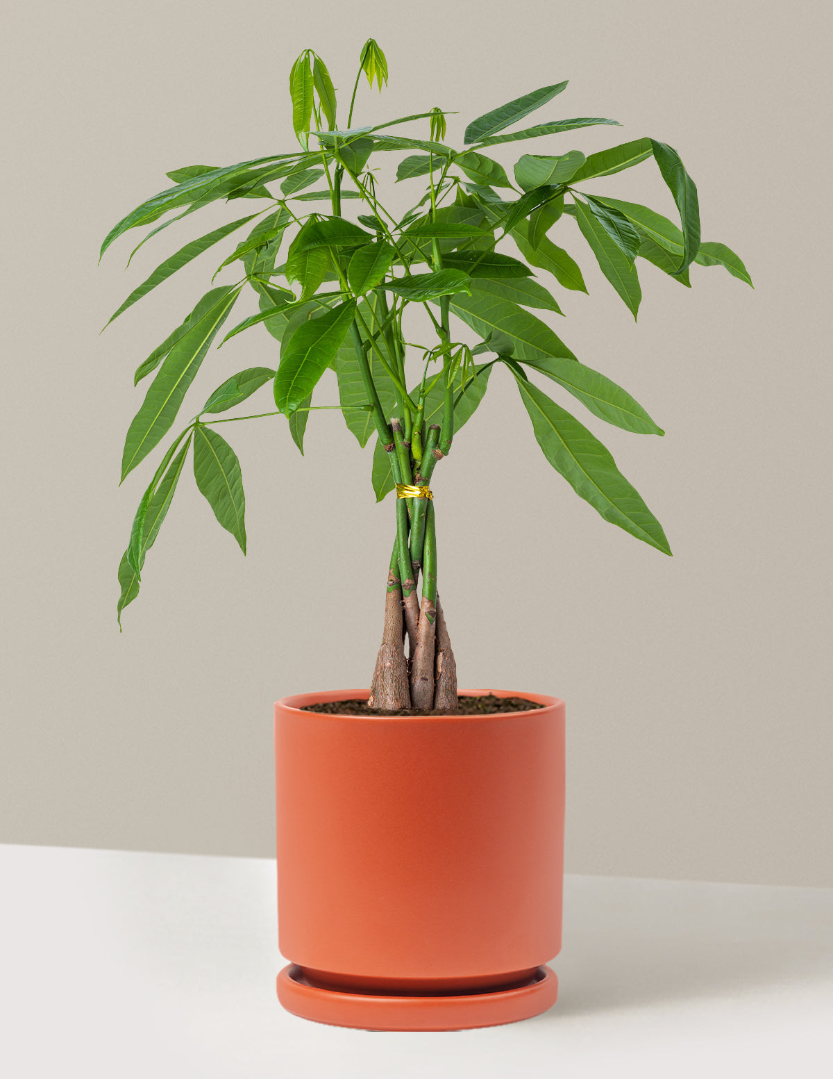 Para Ağacı (Money Tree)