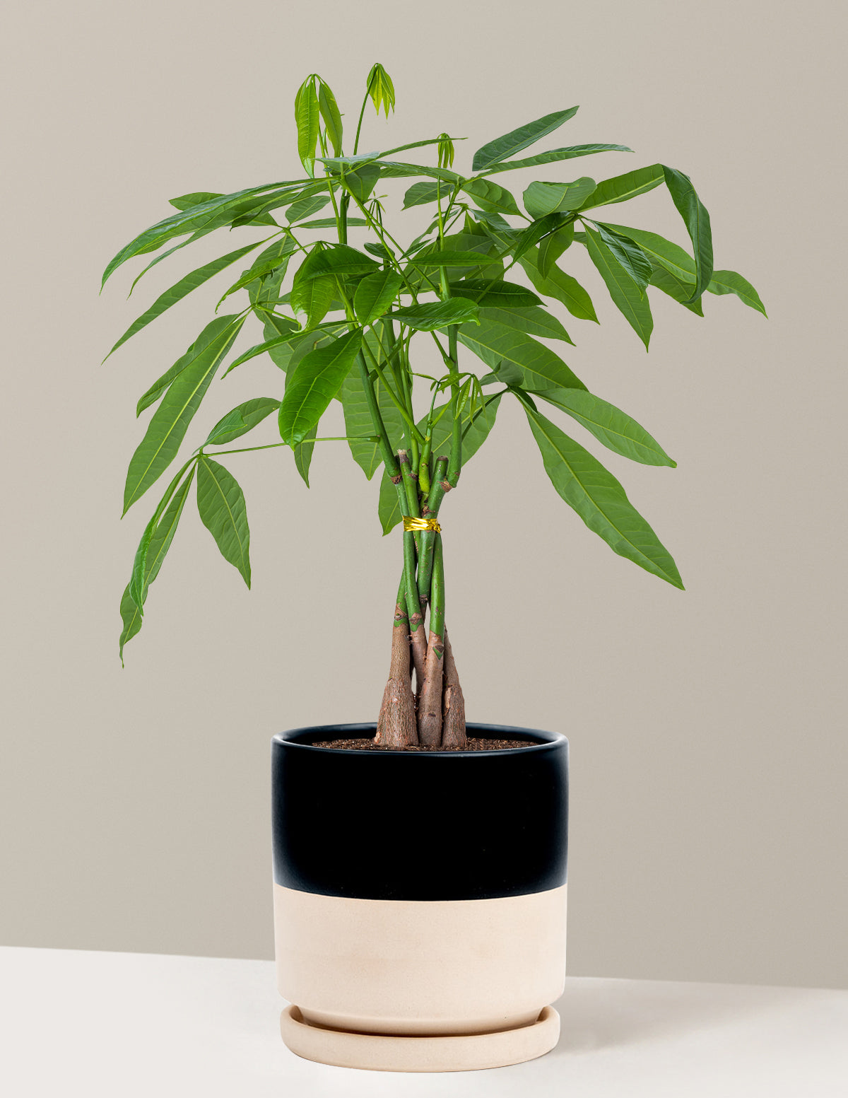 Para Ağacı (Money Tree)