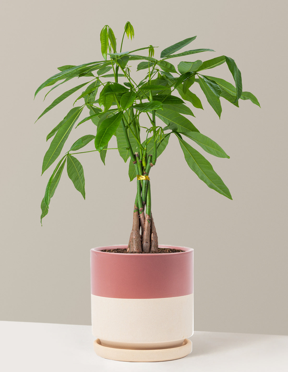 Para Ağacı (Money Tree)