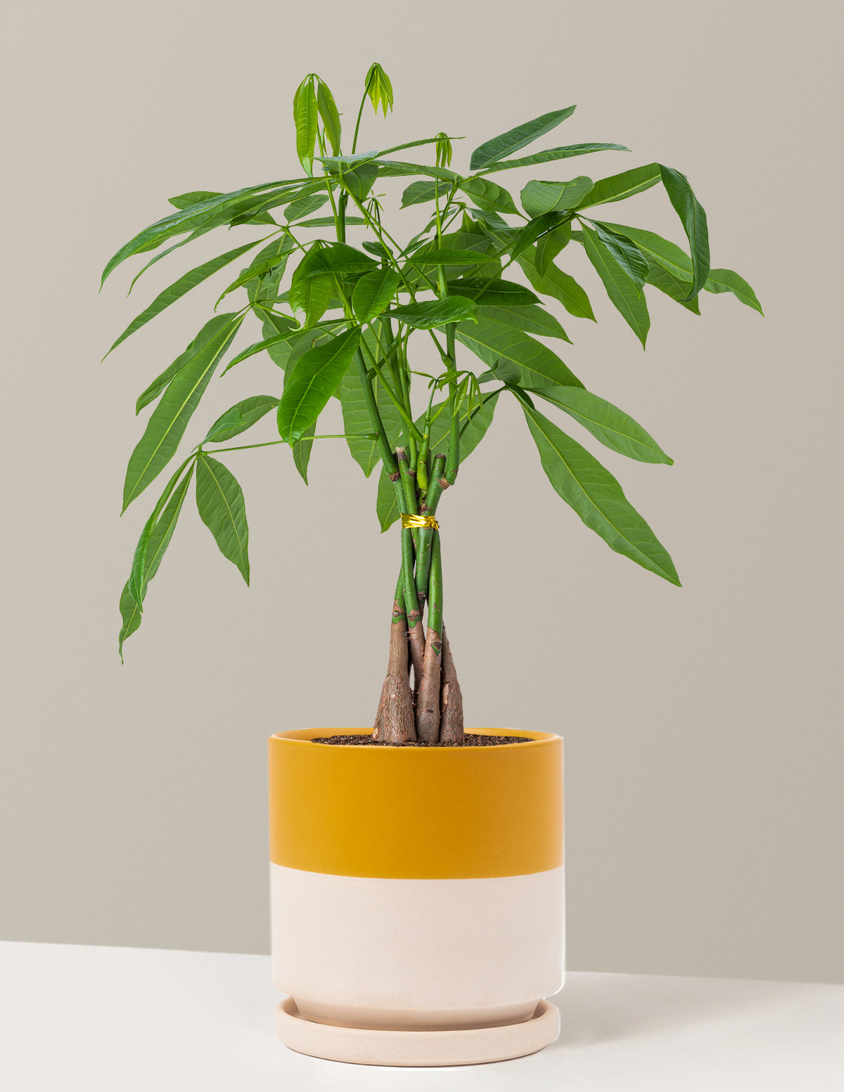 Para Ağacı (Money Tree)