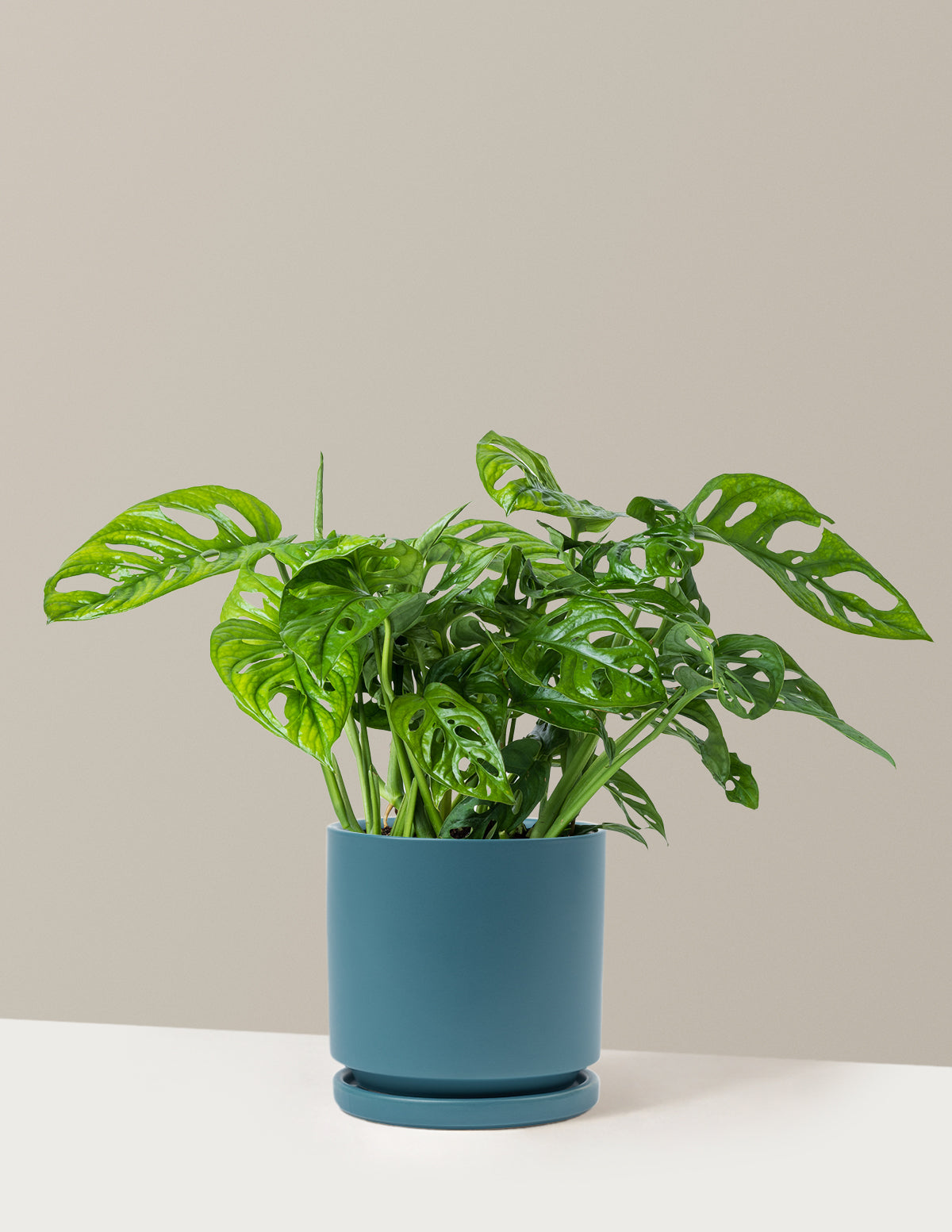 Monstera Adansonii (Deve Tabanı)