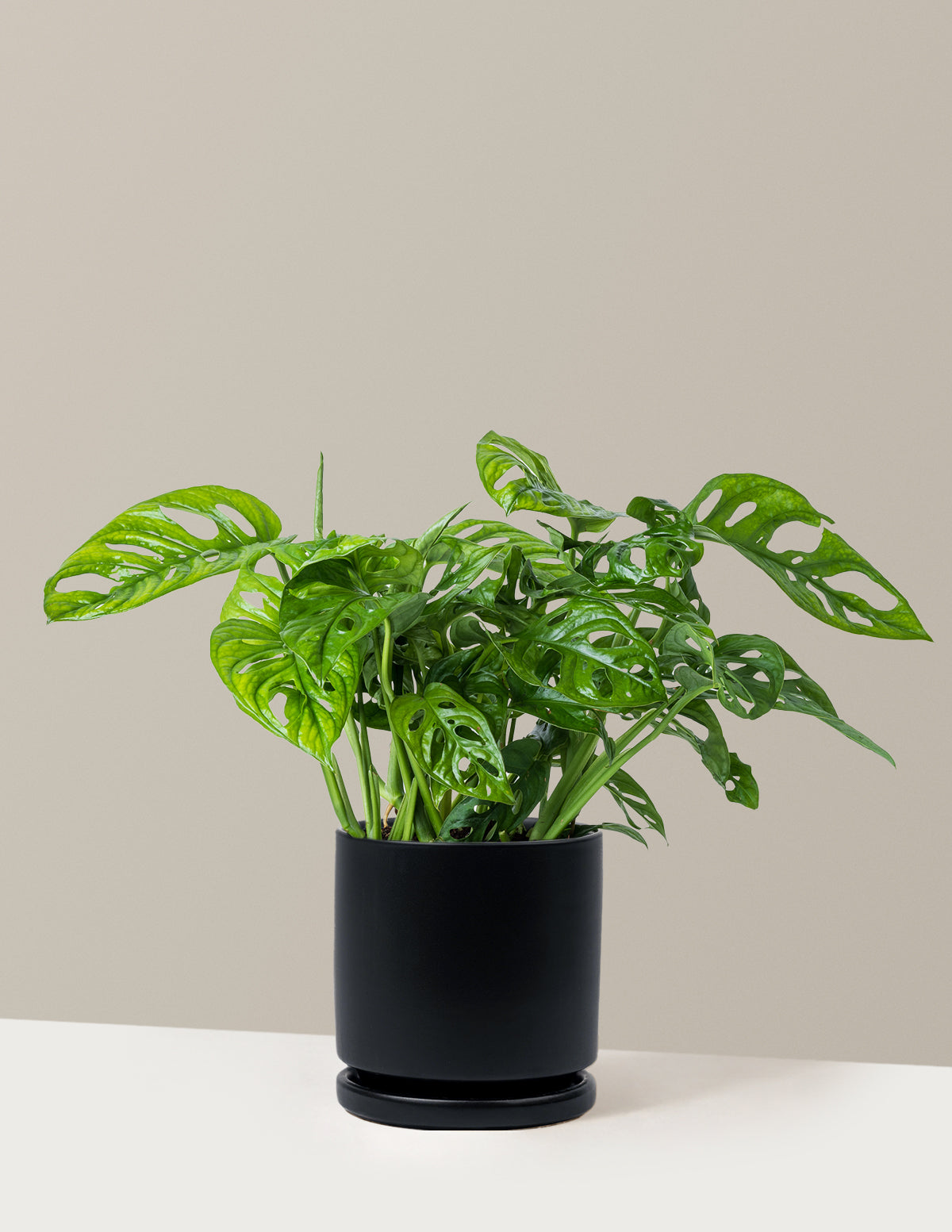 Monstera Adansonii (Deve Tabanı)