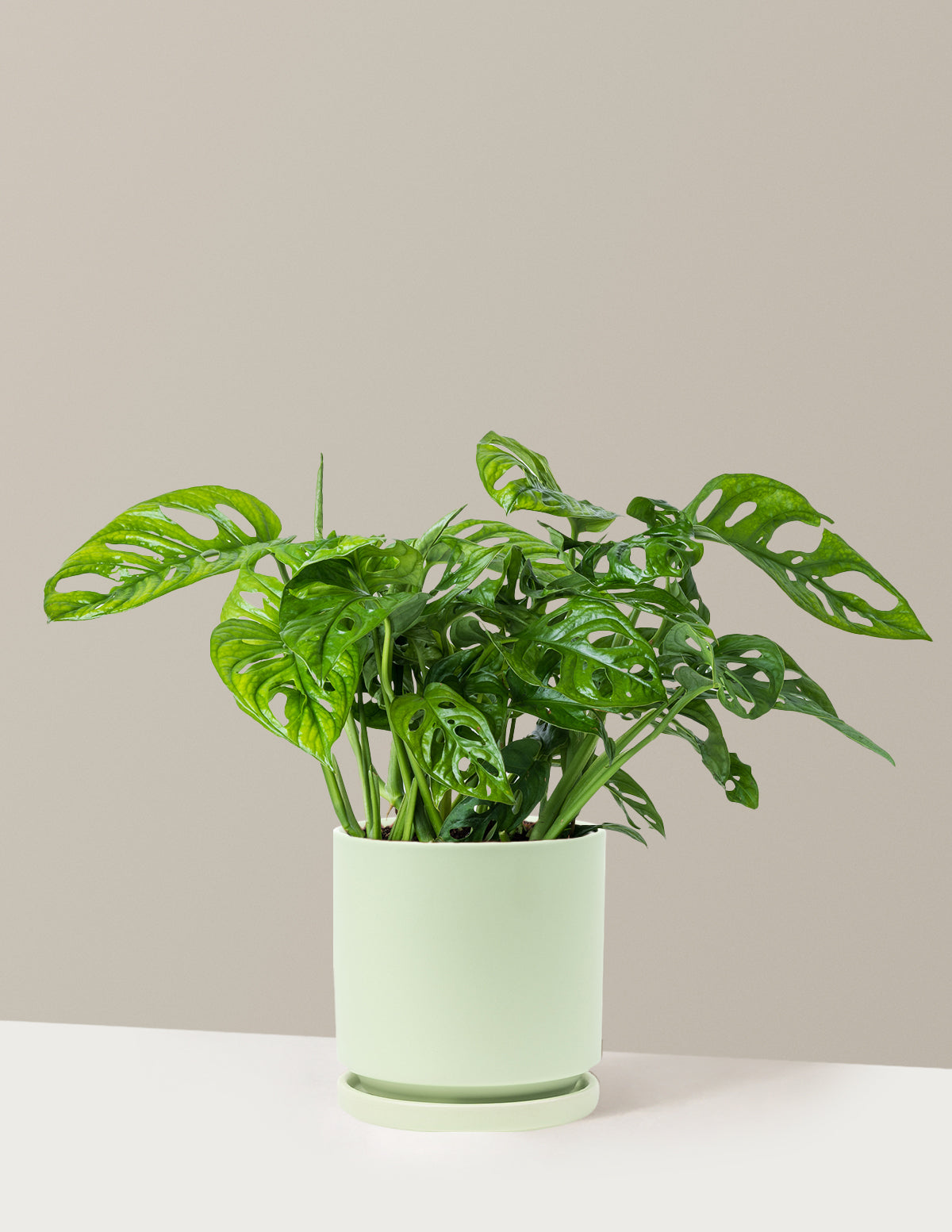 Monstera Adansonii (Deve Tabanı)